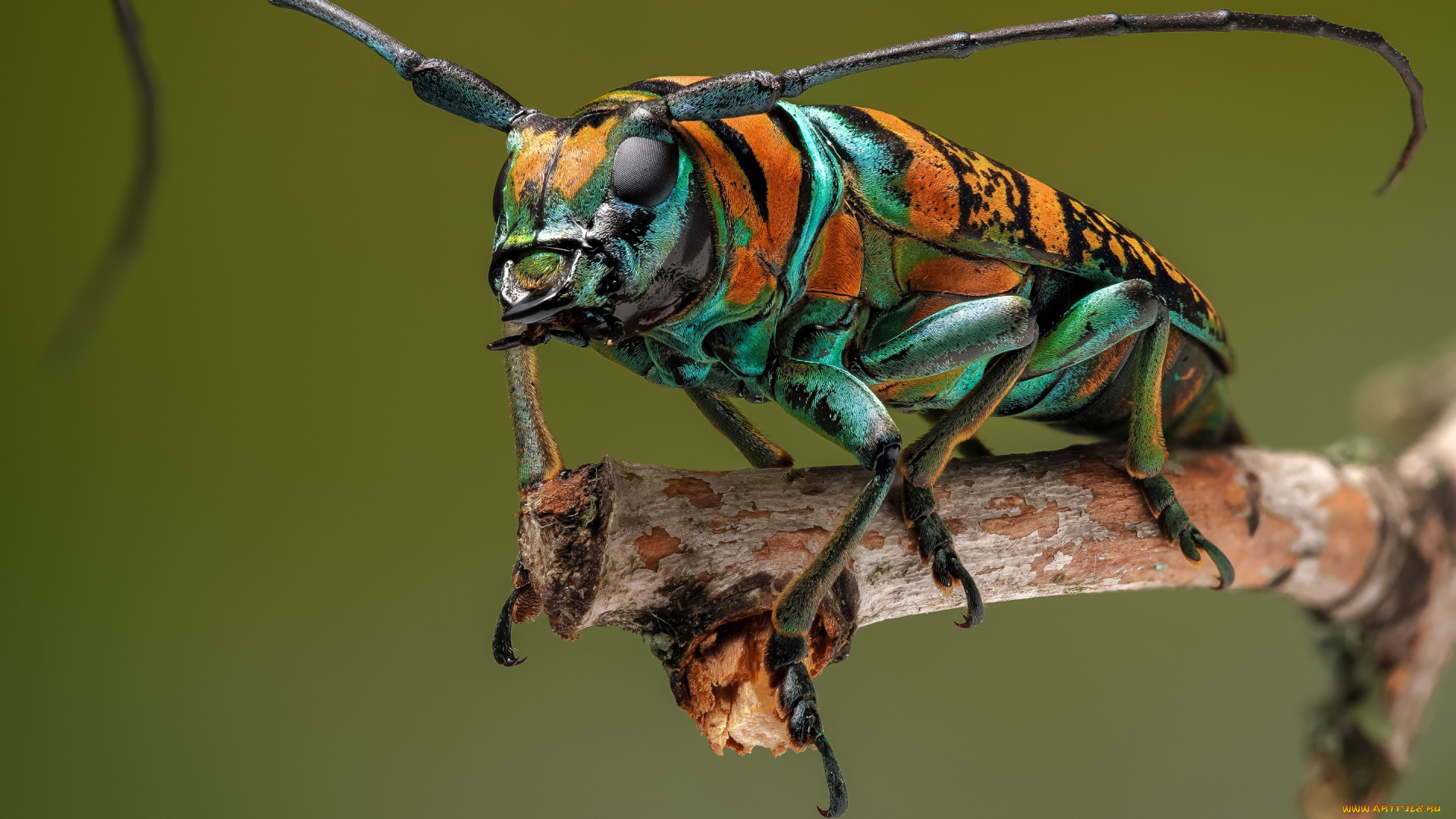 животные, насекомые, жук-усач