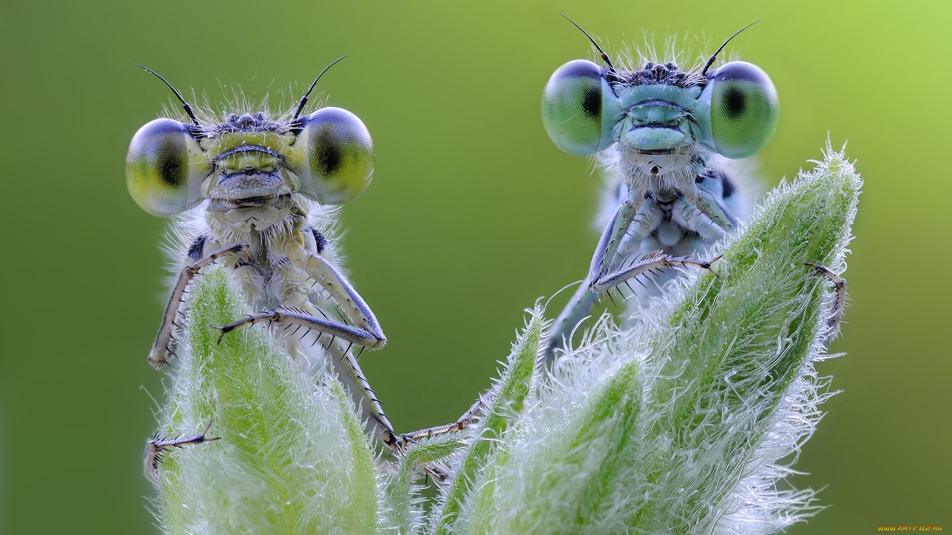 животные, стрекозы