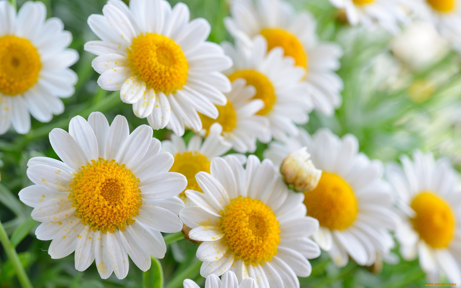 цветы, ромашки, белый