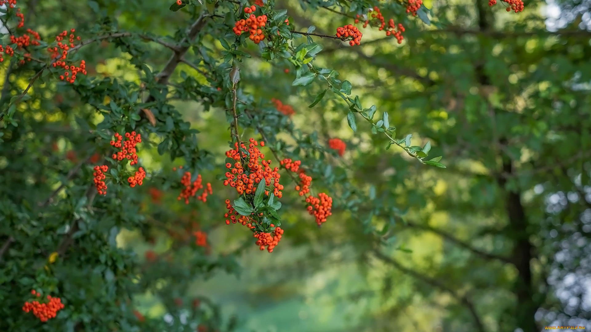 природа, ягоды, , рябина, дерево, рябина