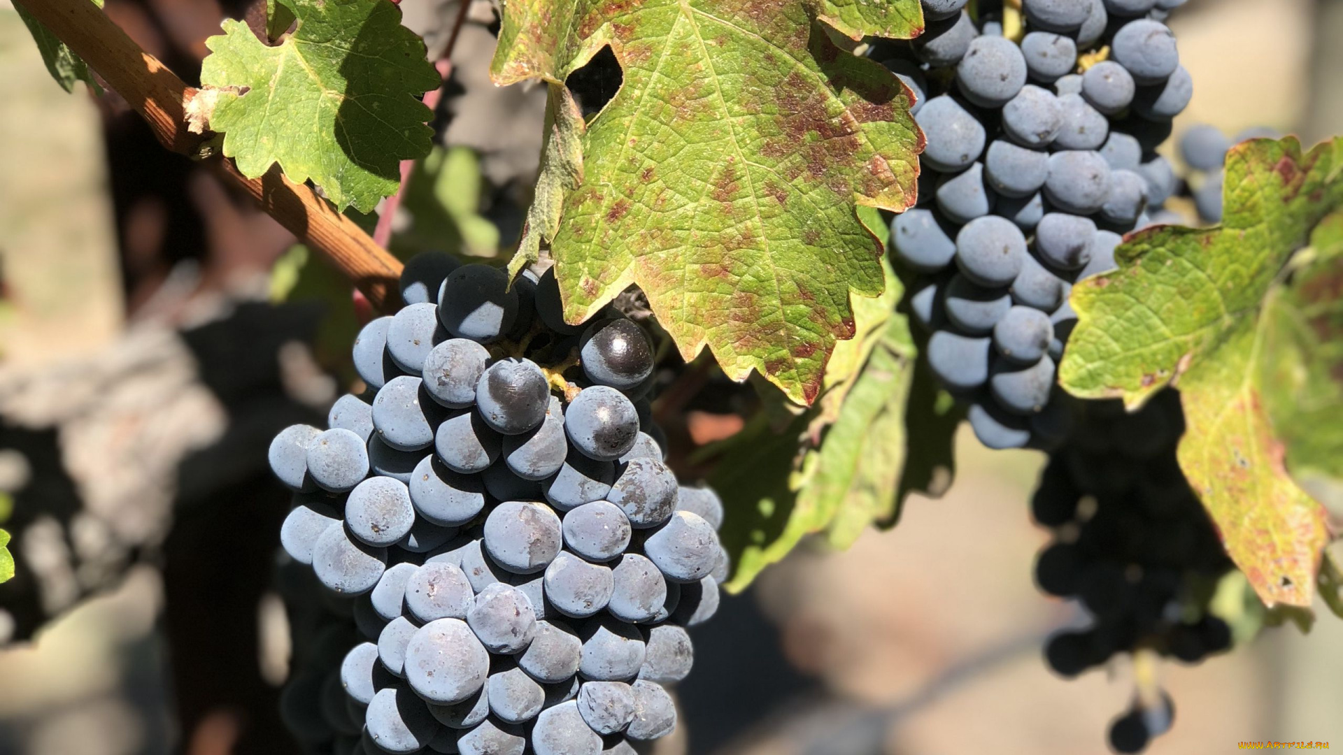 природа, ягоды, , виноград, виноград, грозди, листья