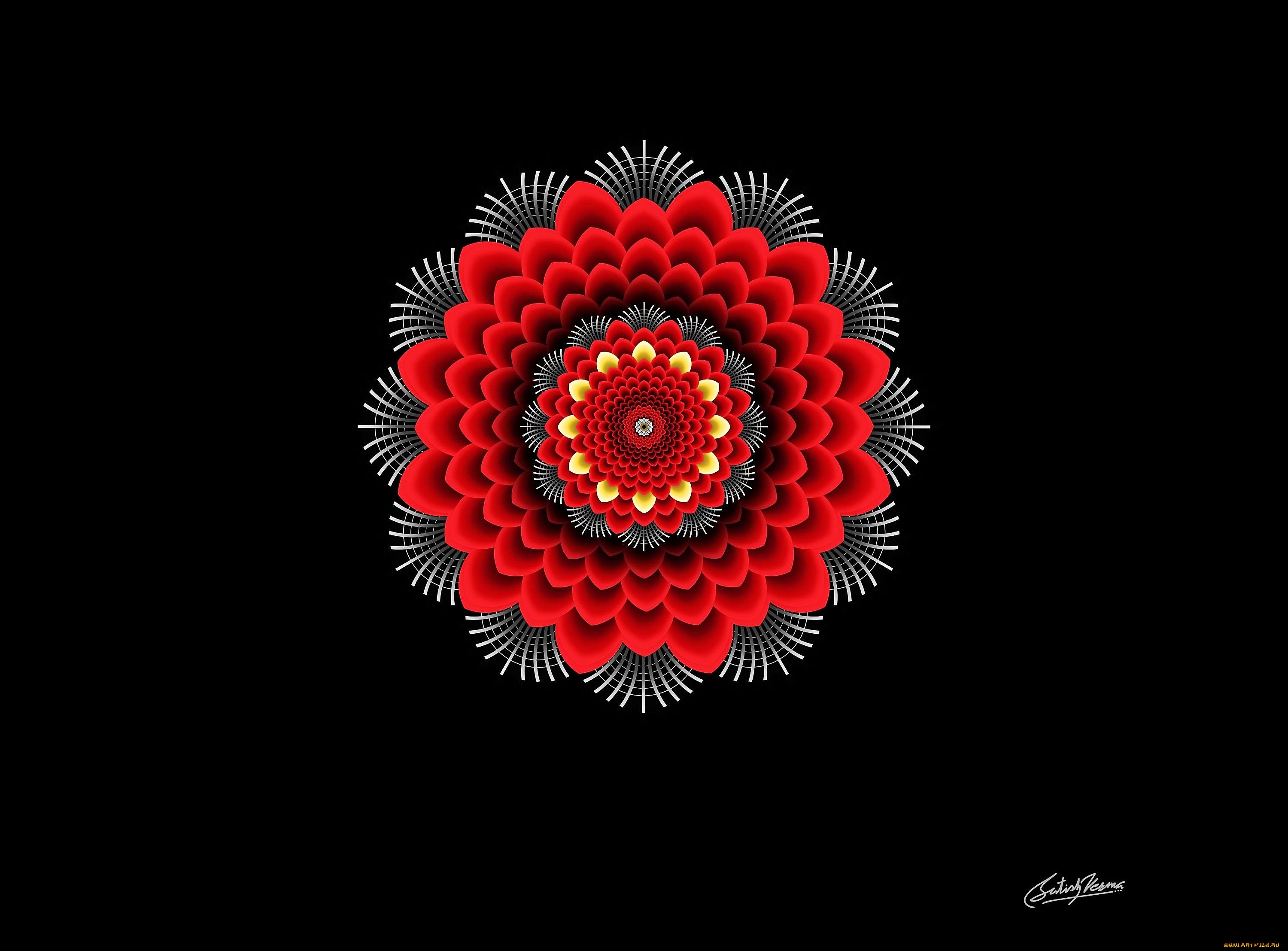 векторная, графика, цветы, , flowers, цветок, орнамент