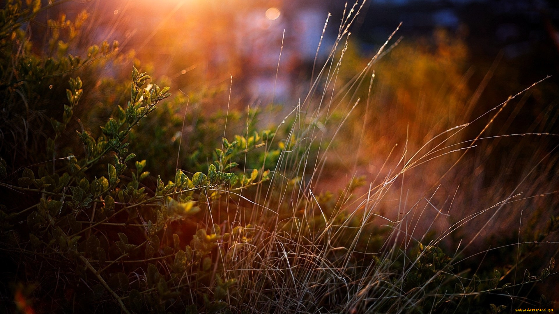 природа, другое, трава, кусты