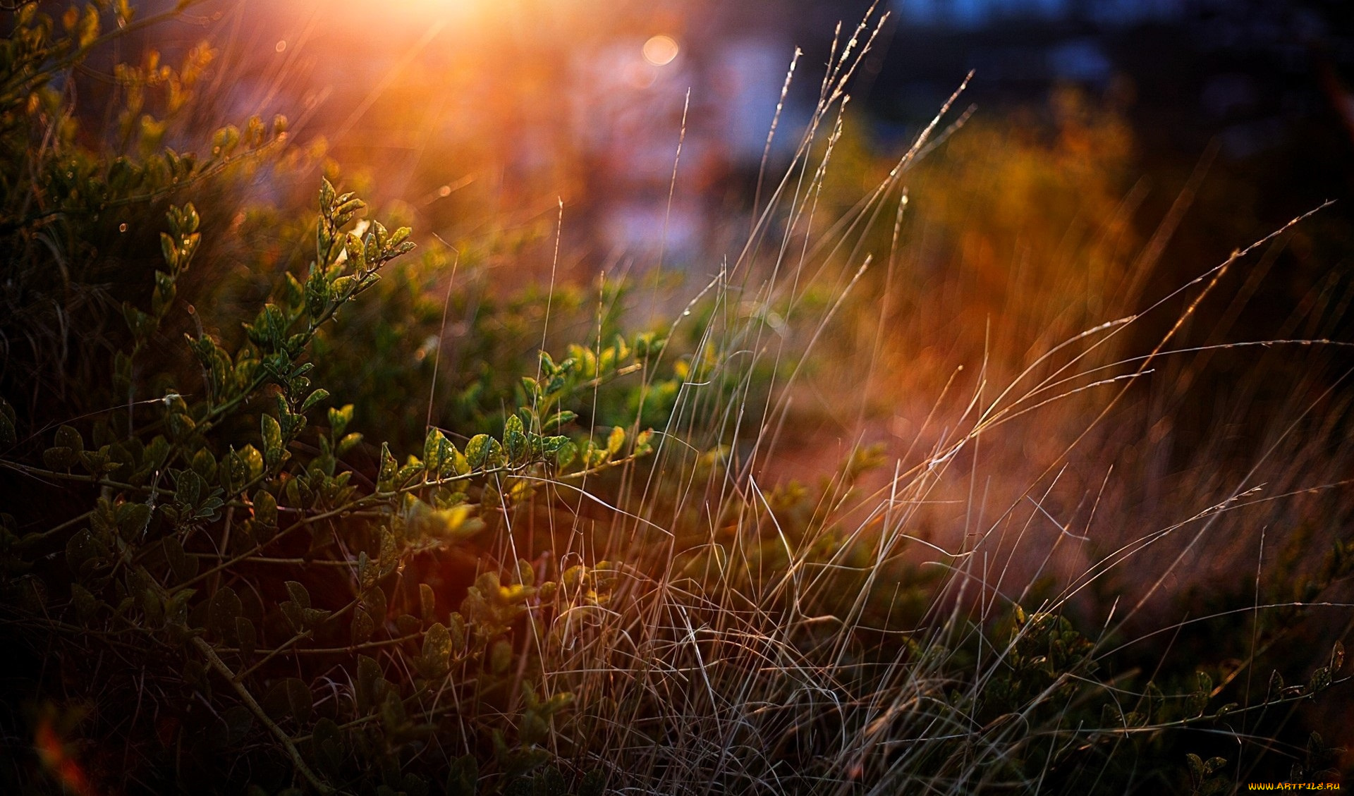 природа, другое, трава, кусты