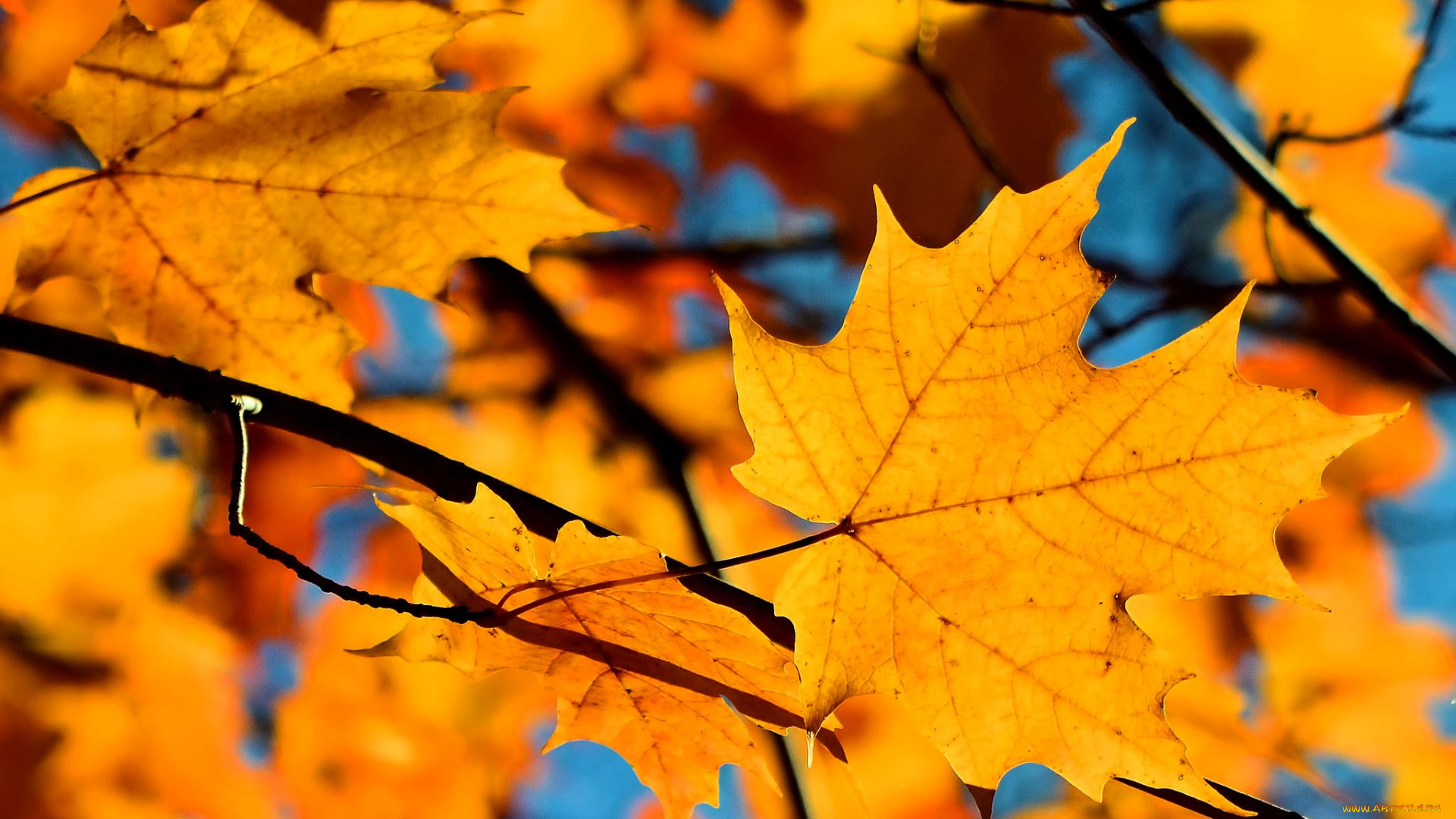 природа, листья, клен, желтые, ветки, осень, небо, дерево