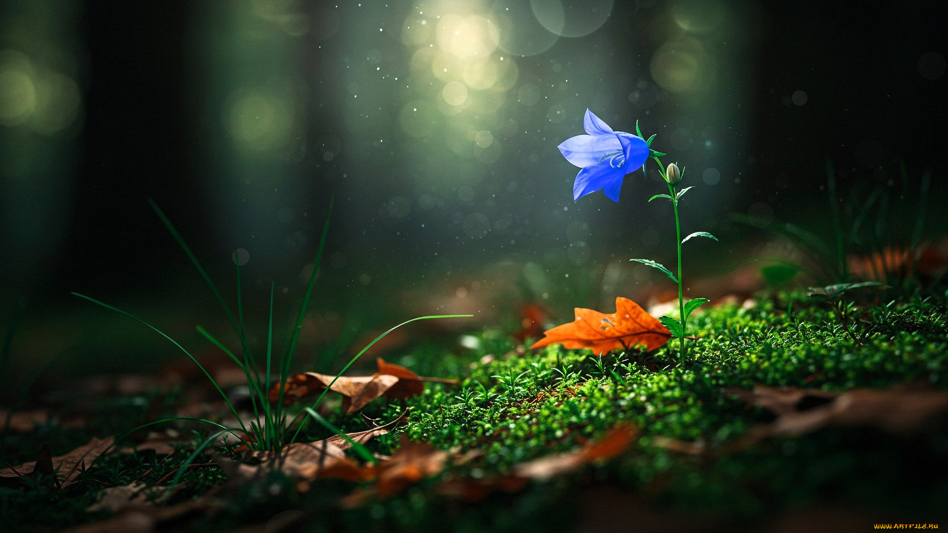 разное, компьютерный, дизайн, цветок, колокольчик, листья, мох