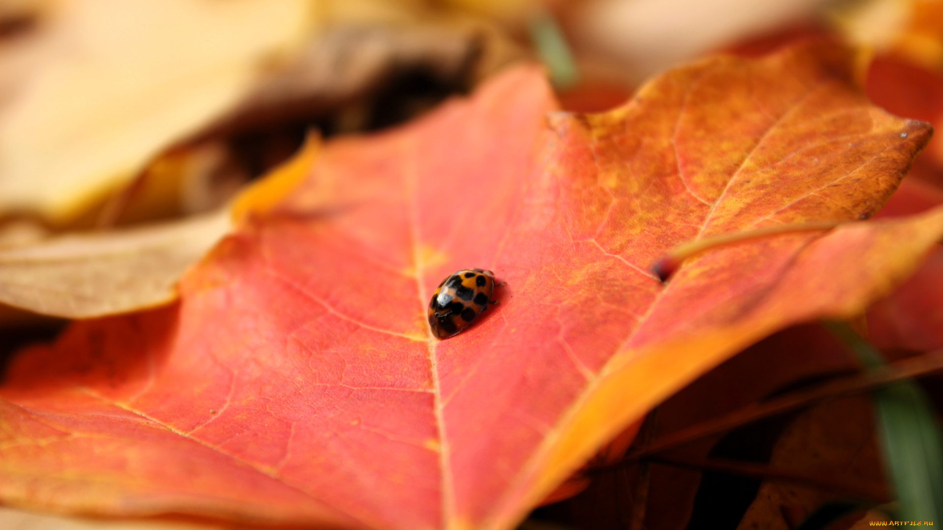 животные, божьи, коровки, божья, коровка, лист, осень
