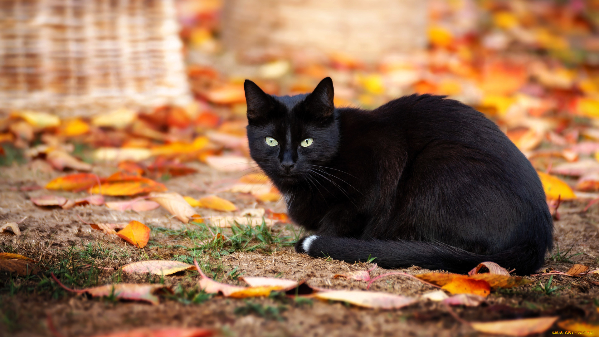 животные, коты, кот, черный, листья, осень