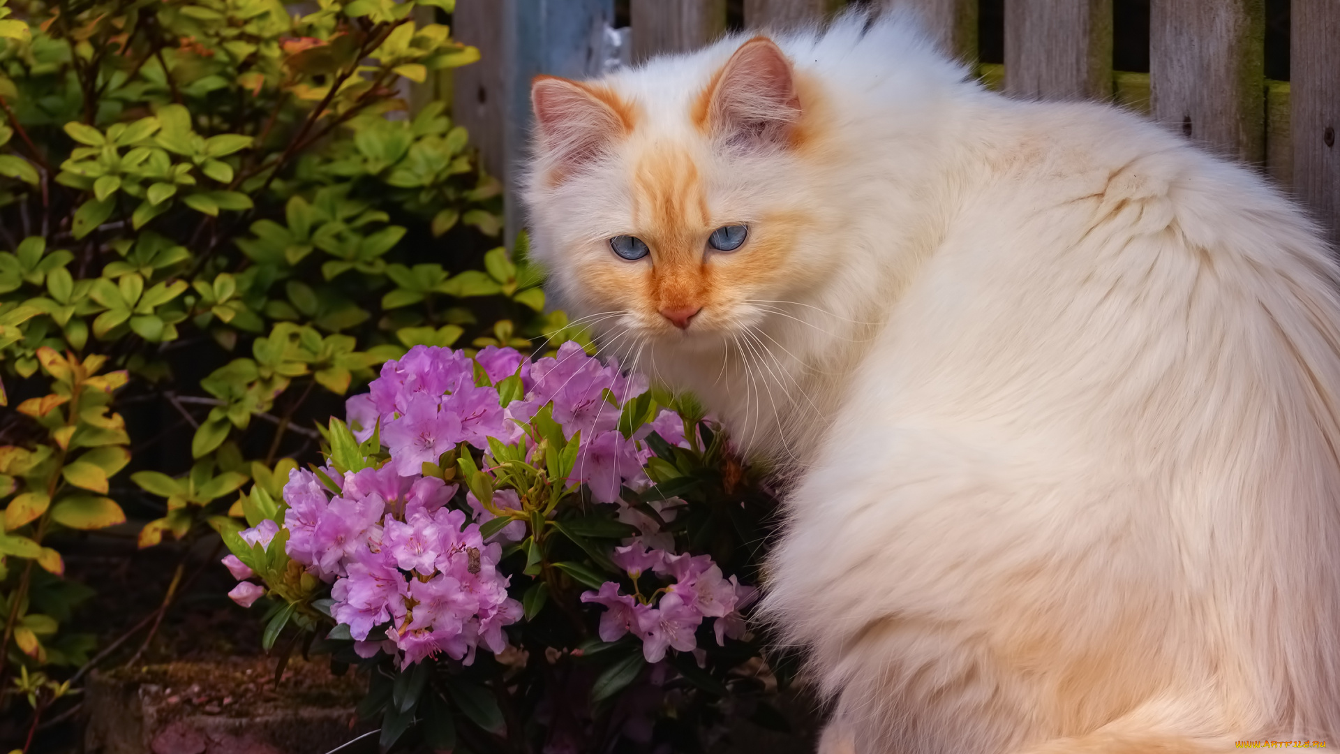 животные, коты, кот, кошка