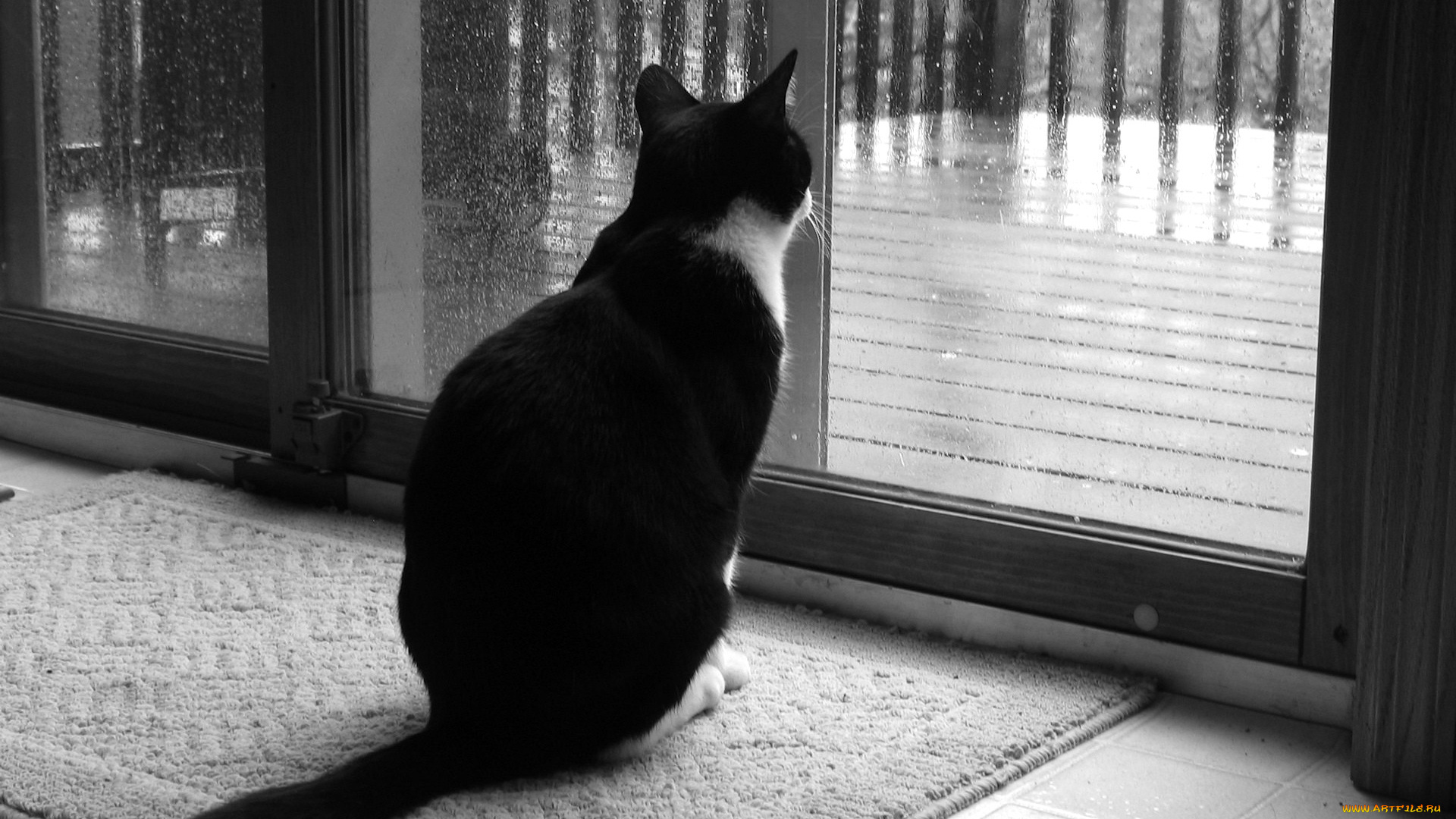 животные, коты, кот, коврик, дверь, крыльцо, дождь