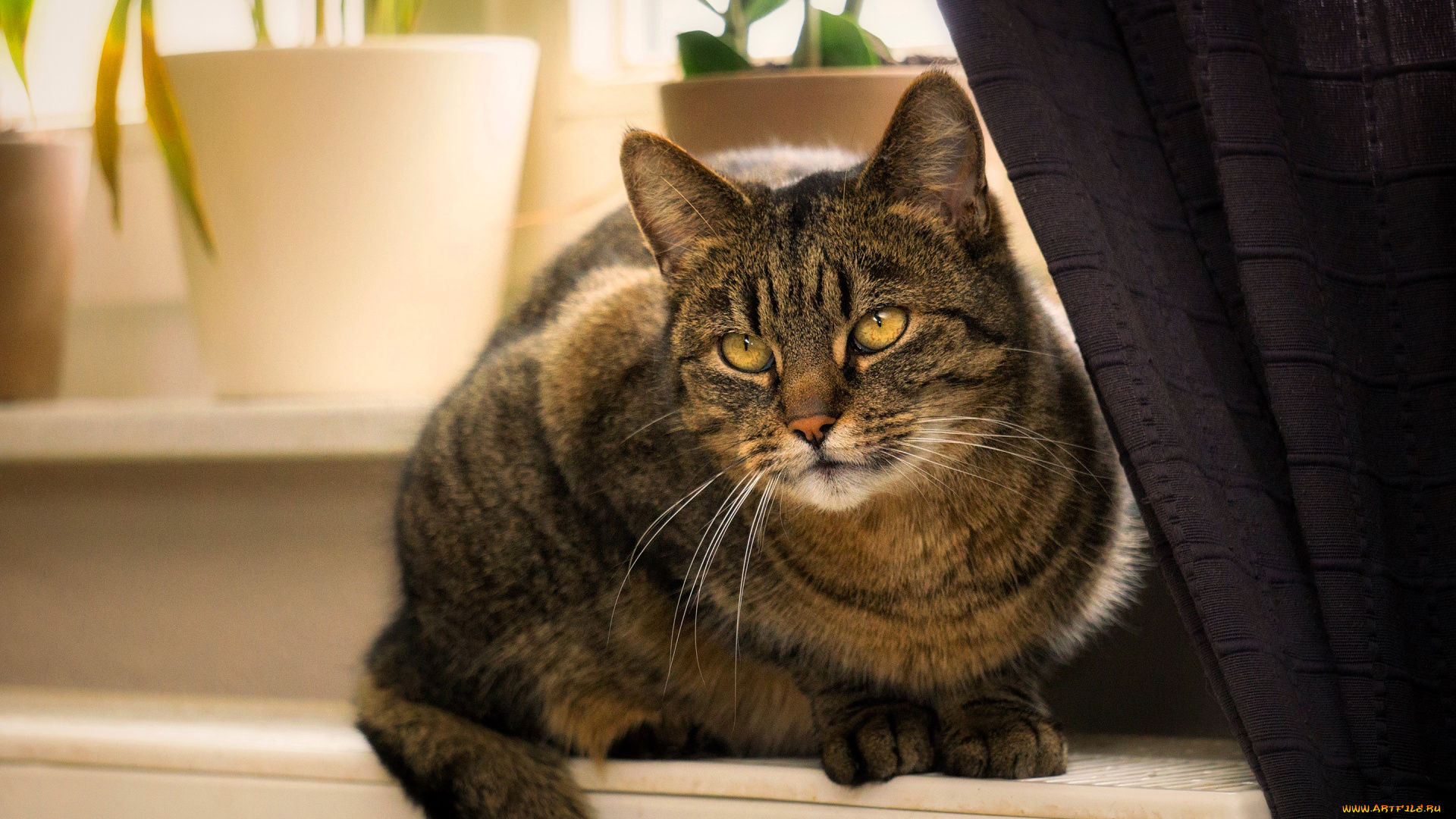 животные, коты, кот, серый, шторы, подоконник, окно, горшки
