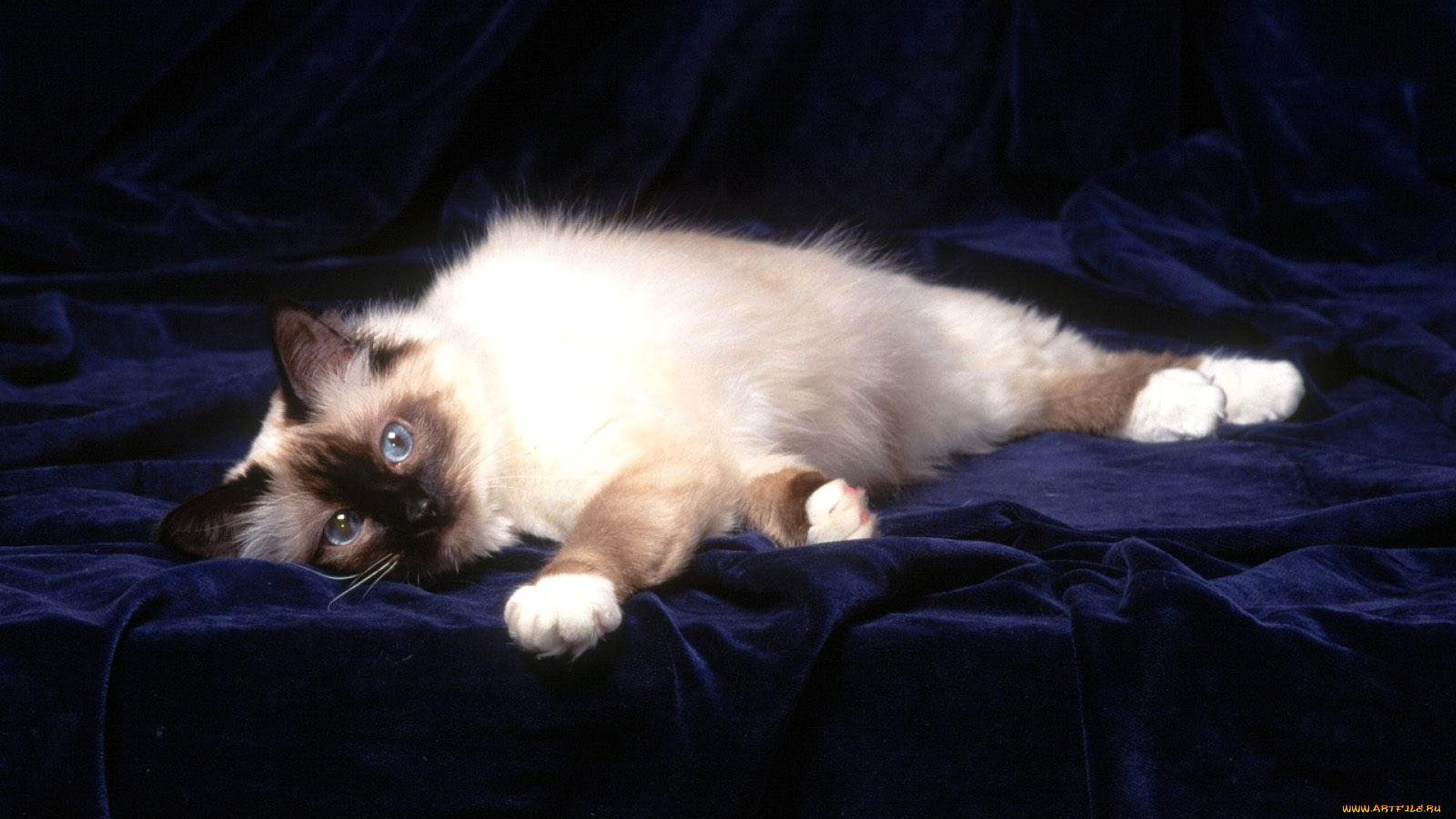 животные, коты, котенок, сиамский, ткань