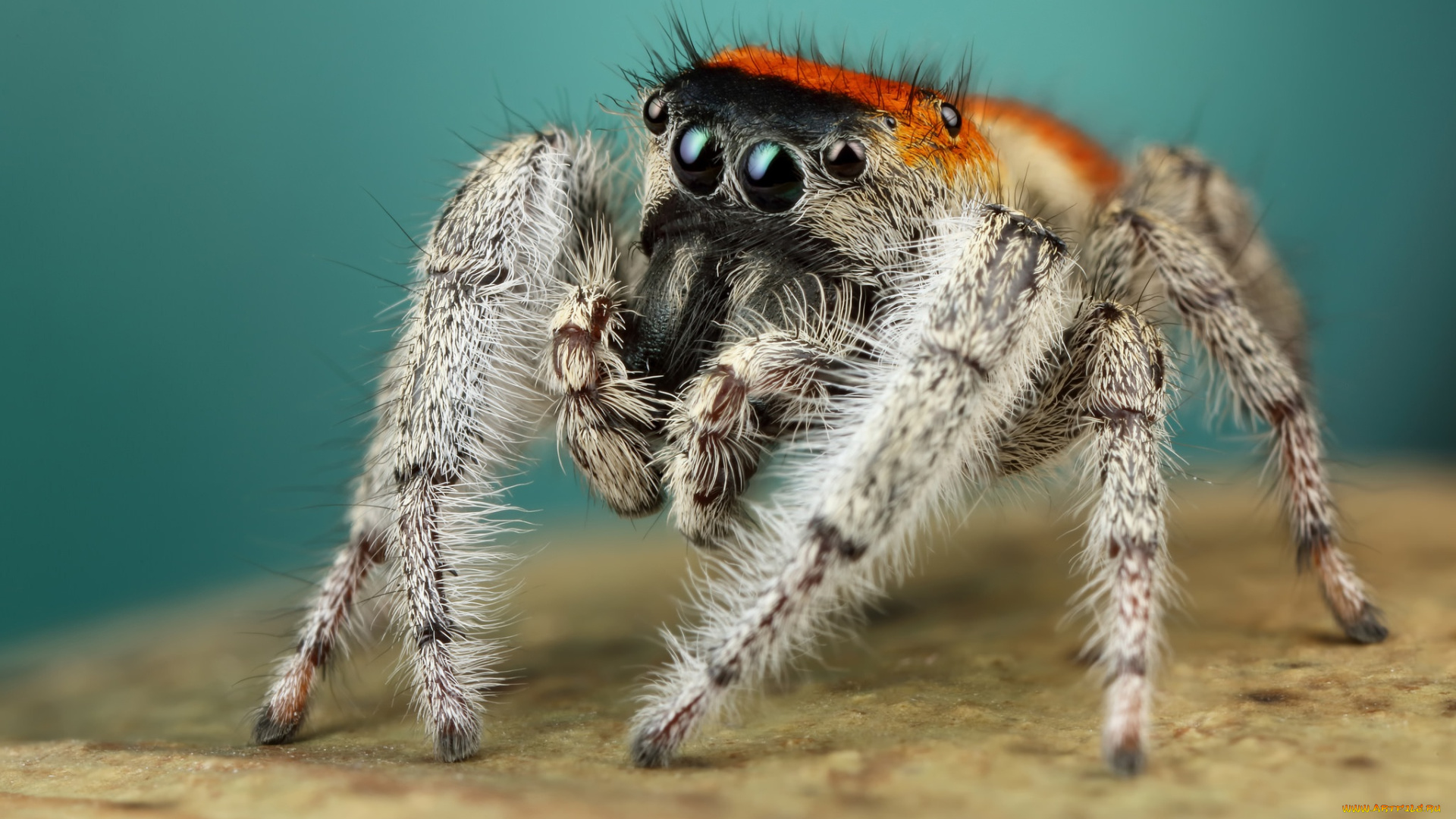 животные, пауки, мохнатый