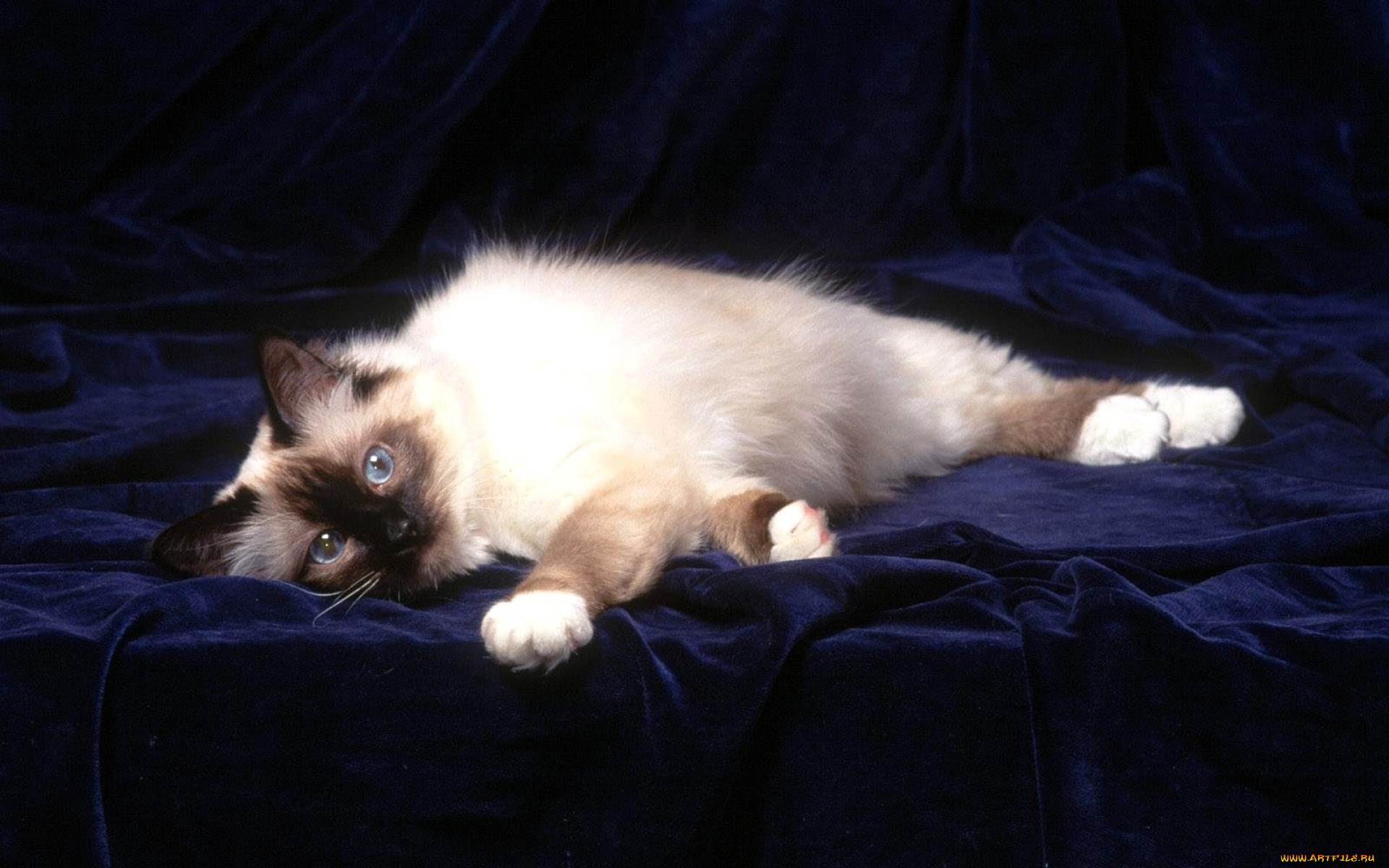 животные, коты, котенок, сиамский, ткань