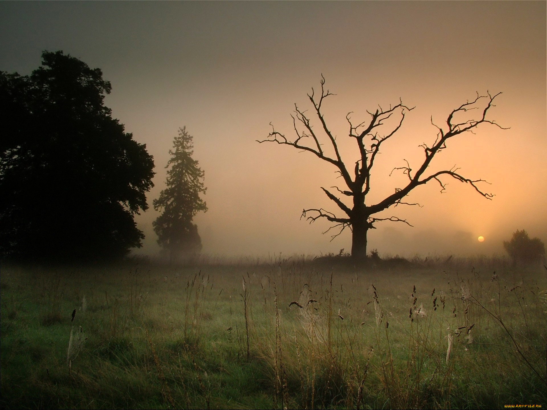 природа, луга, деревья, туман, закат, трава, луг