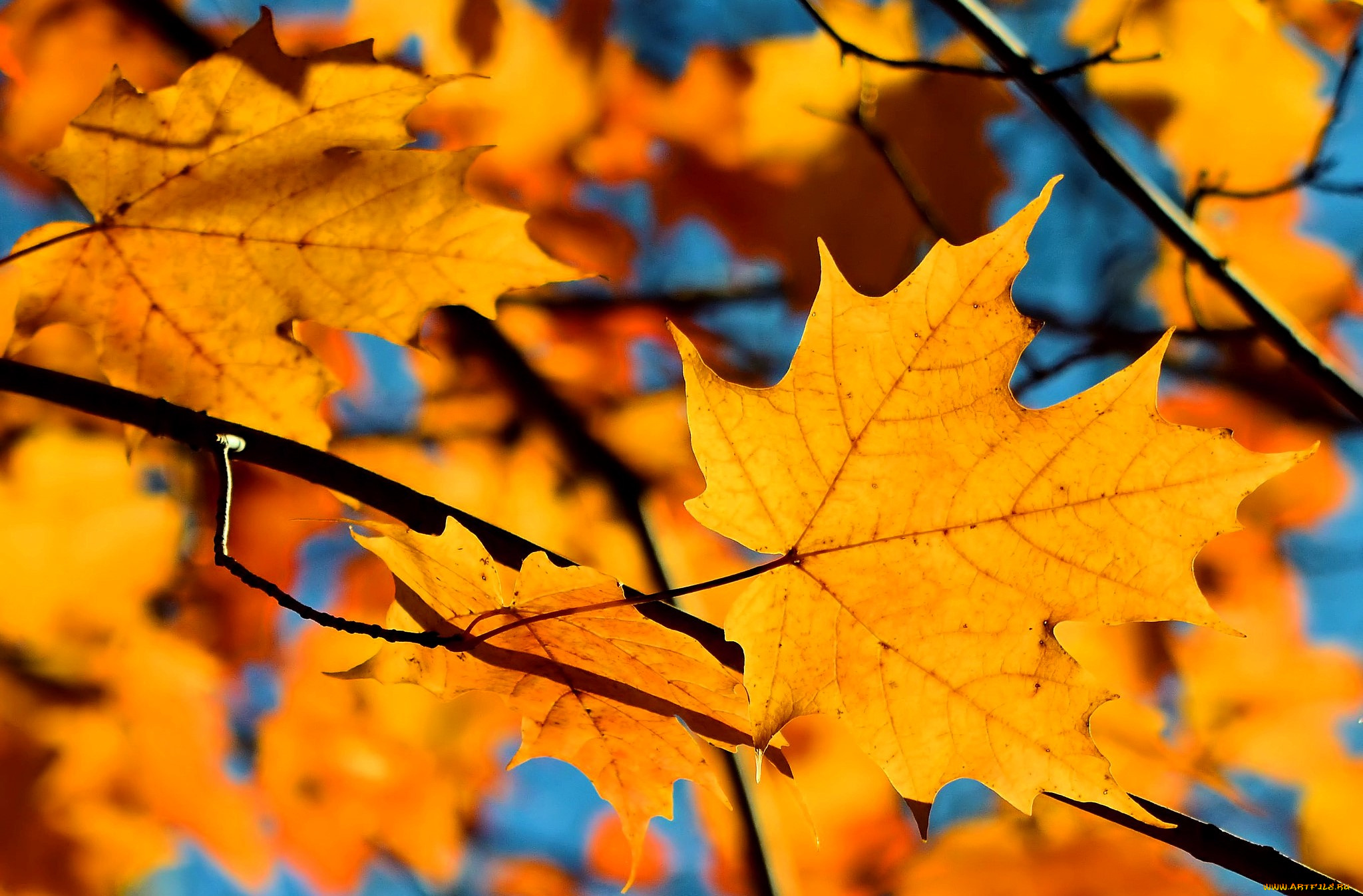 природа, листья, клен, желтые, ветки, осень, небо, дерево