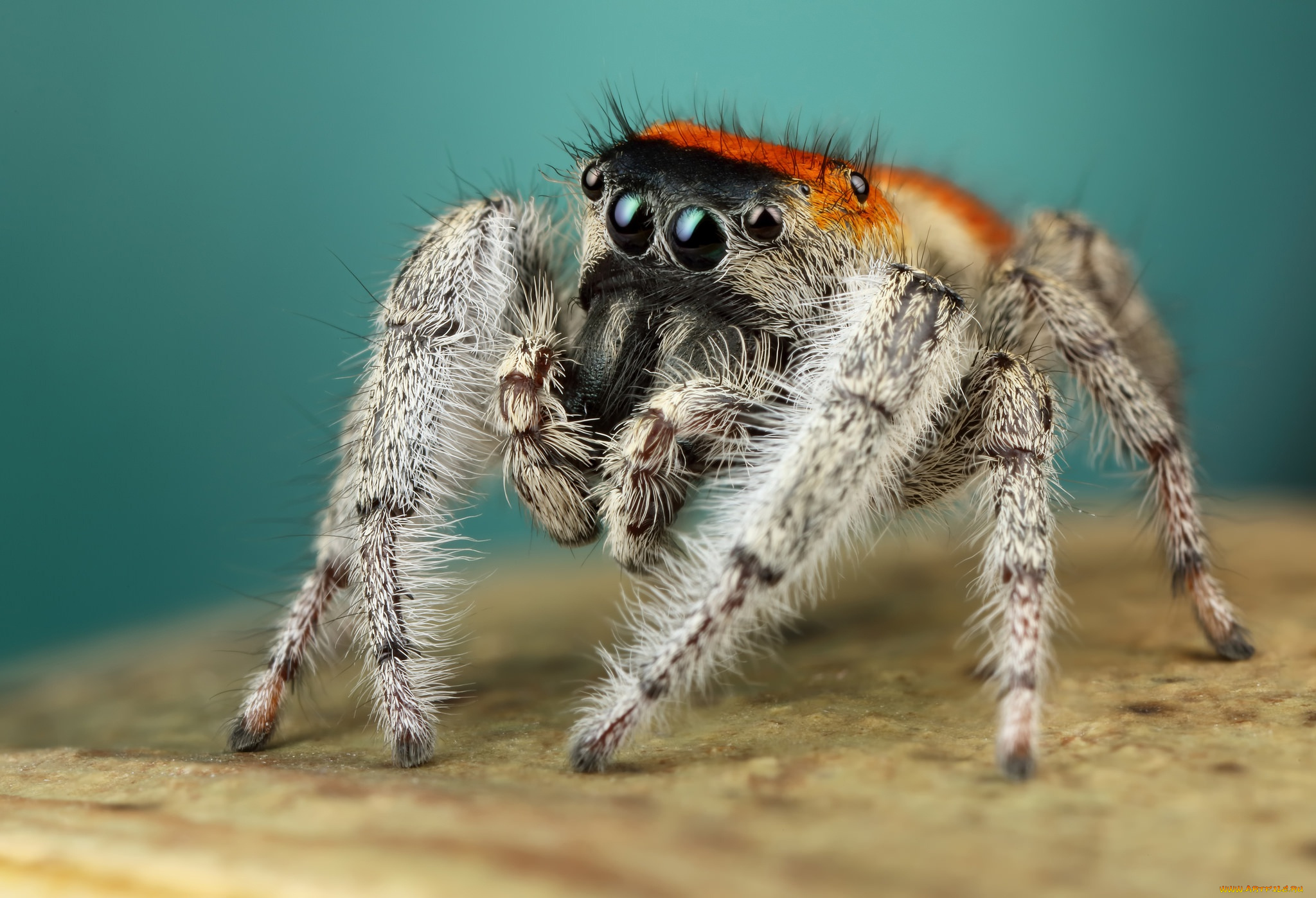 животные, пауки, мохнатый