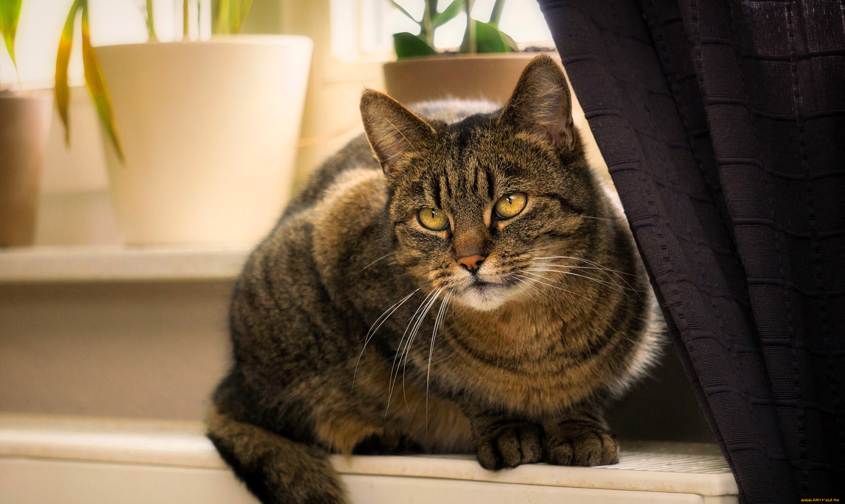 животные, коты, кот, серый, шторы, подоконник, окно, горшки