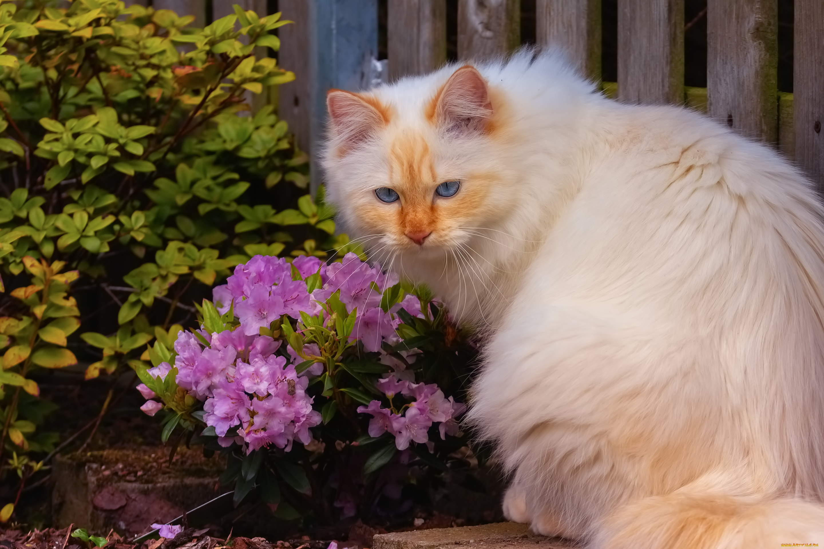 животные, коты, кот, кошка