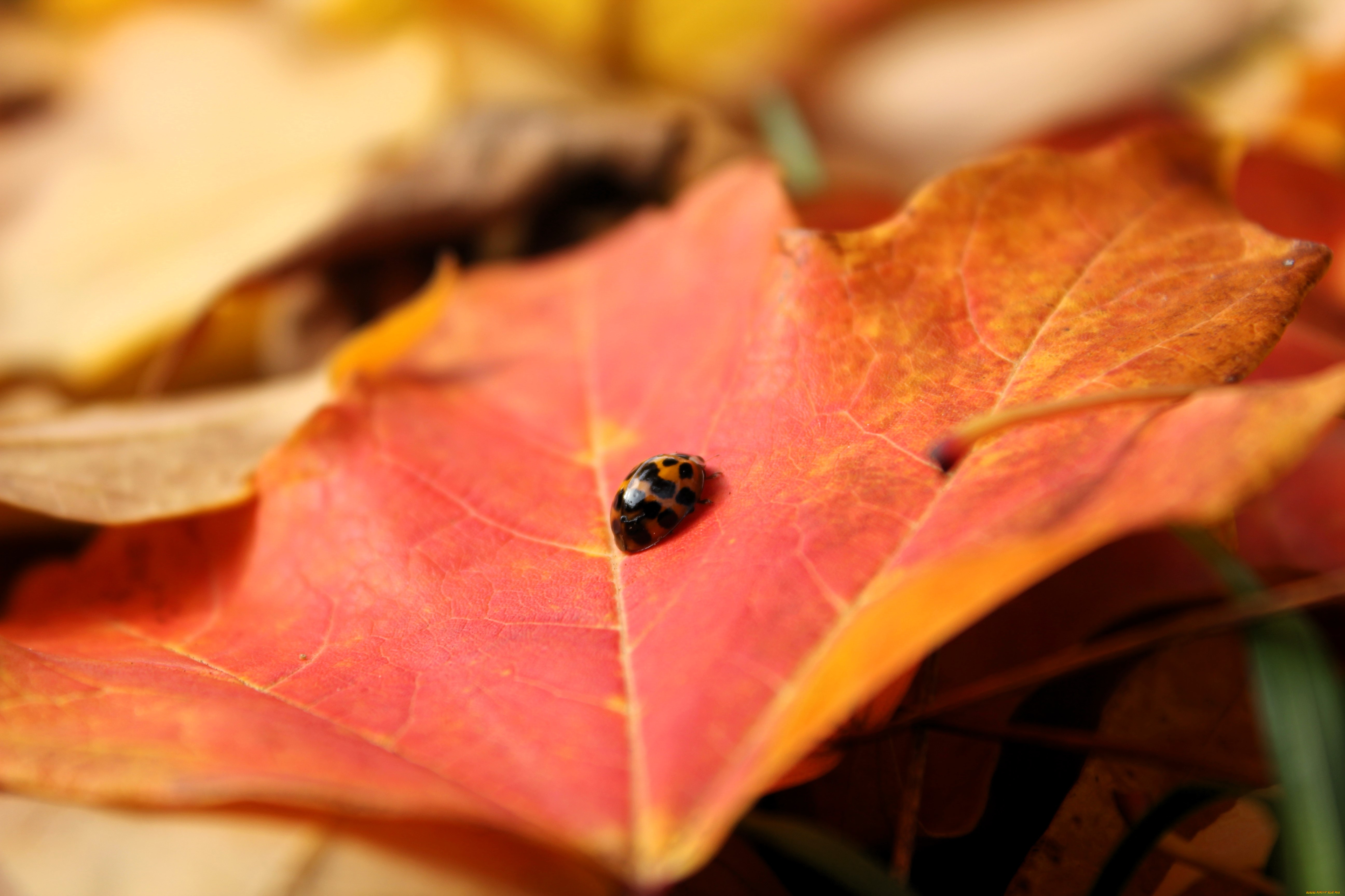 животные, божьи, коровки, божья, коровка, лист, осень