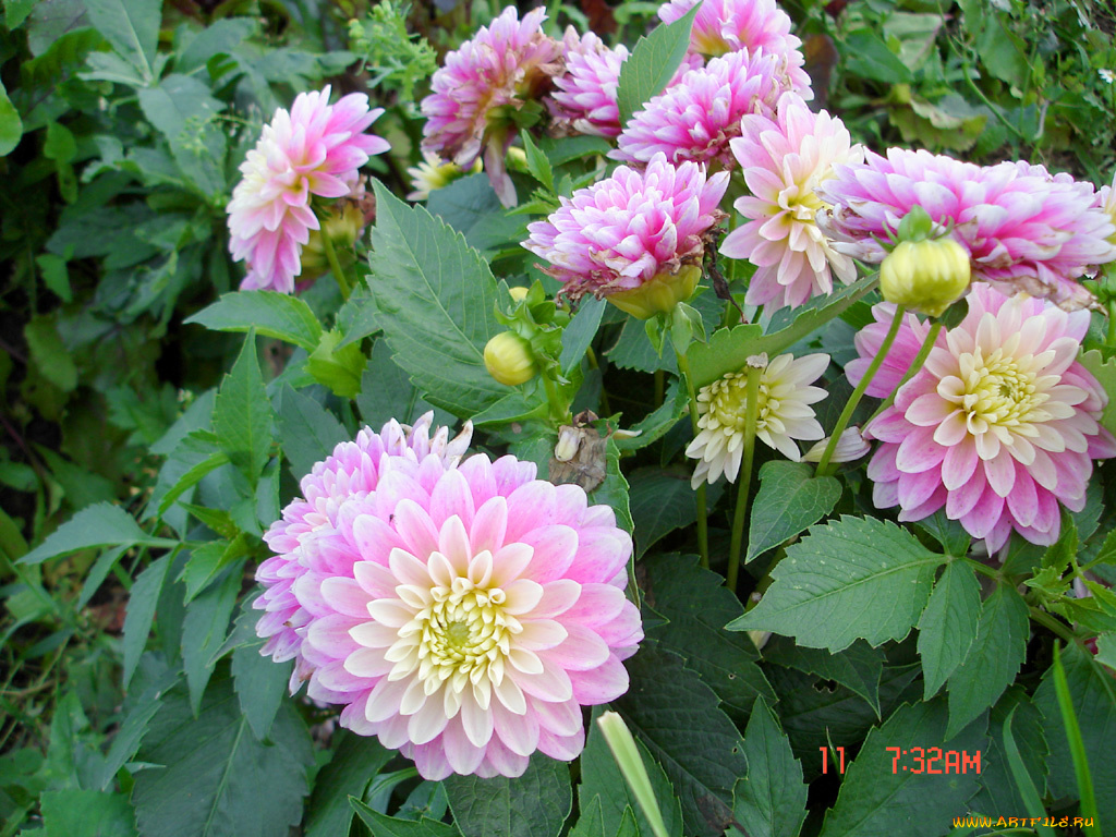 цветы, георгины