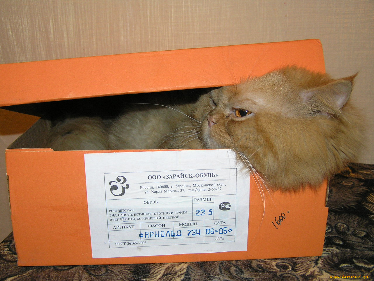 животные, коты