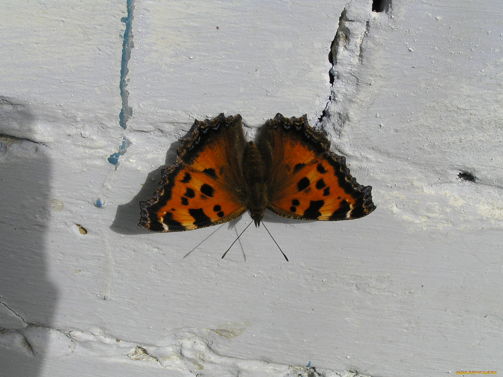 животные, бабочки