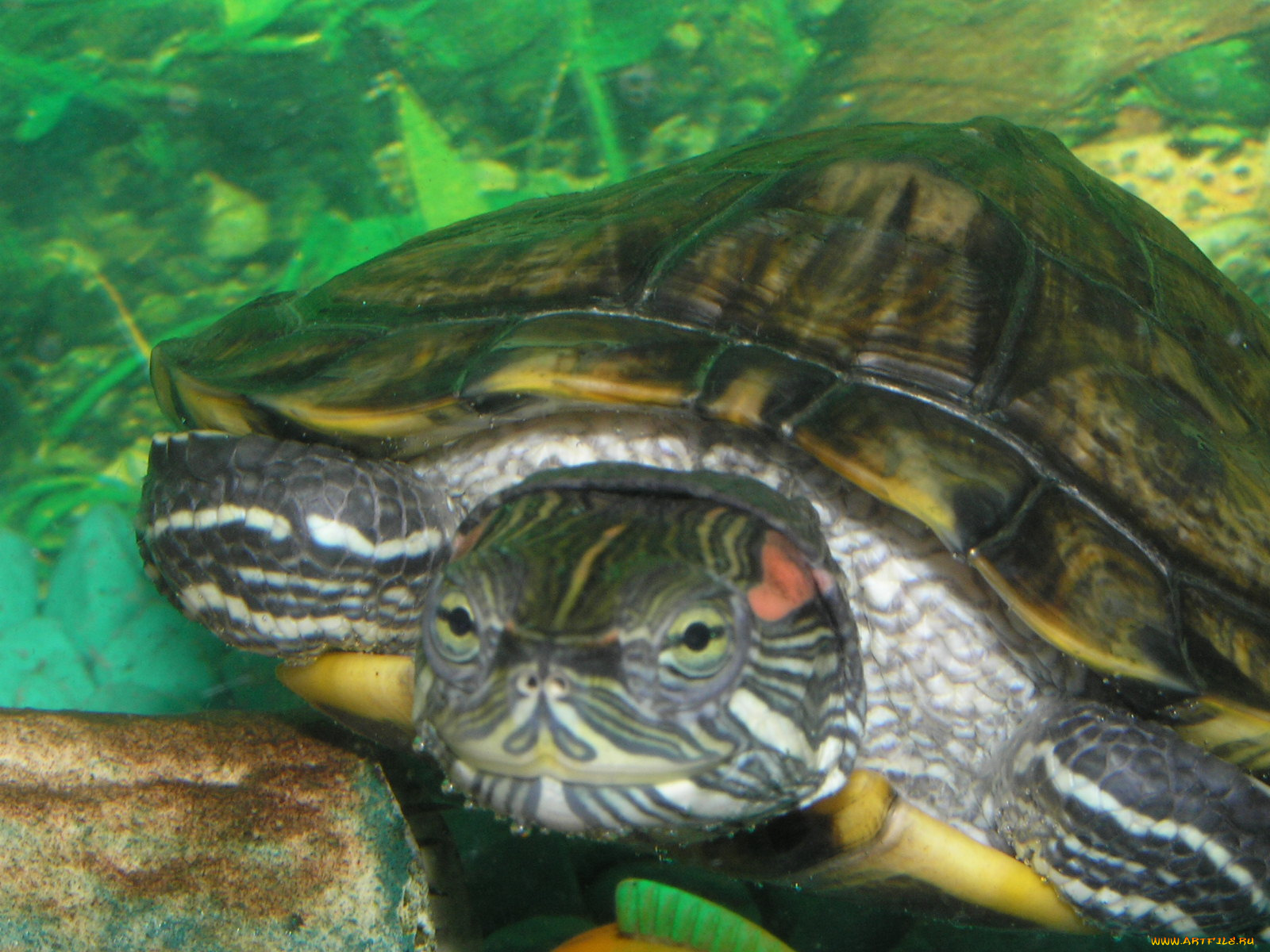 животные, Черепахи