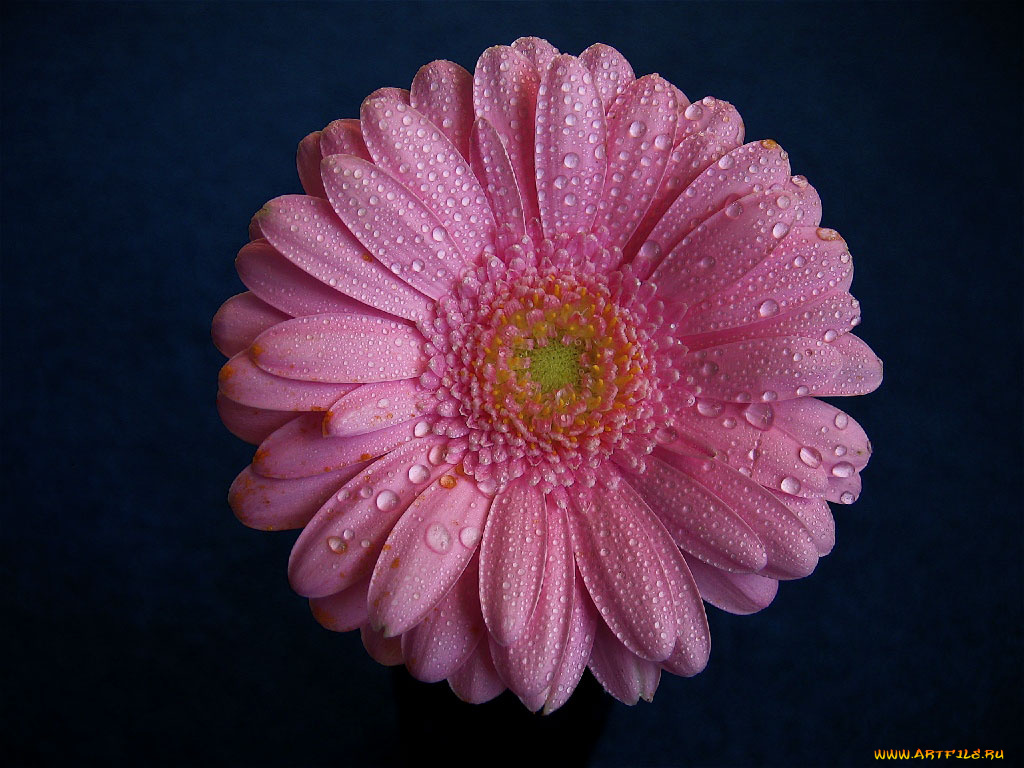 цветы, герберы