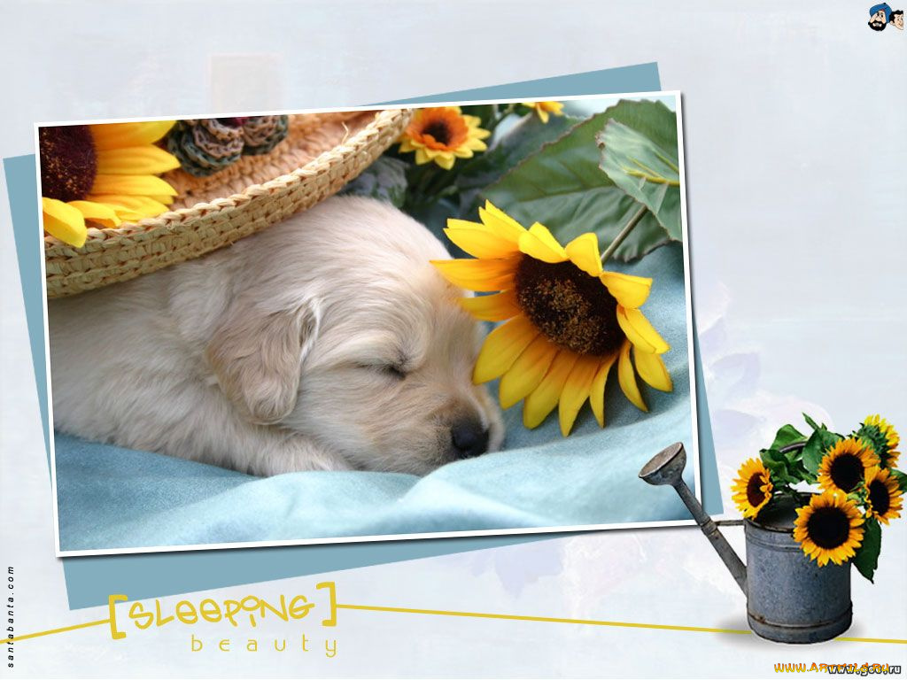 животные, собаки