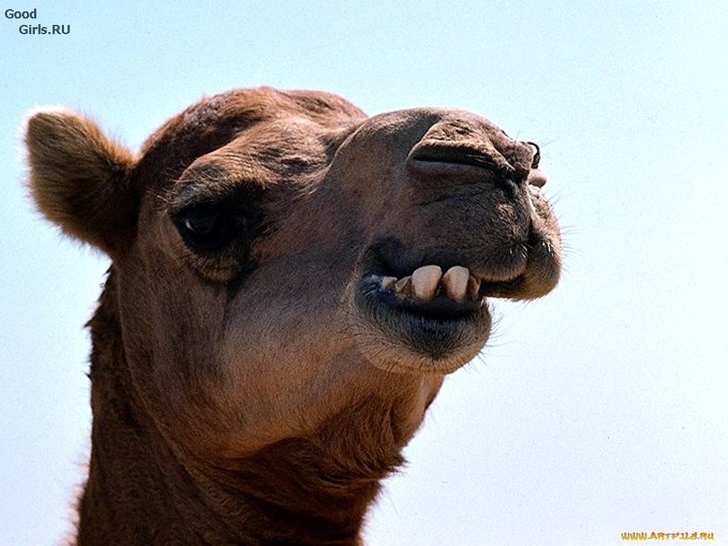 животные, верблюды