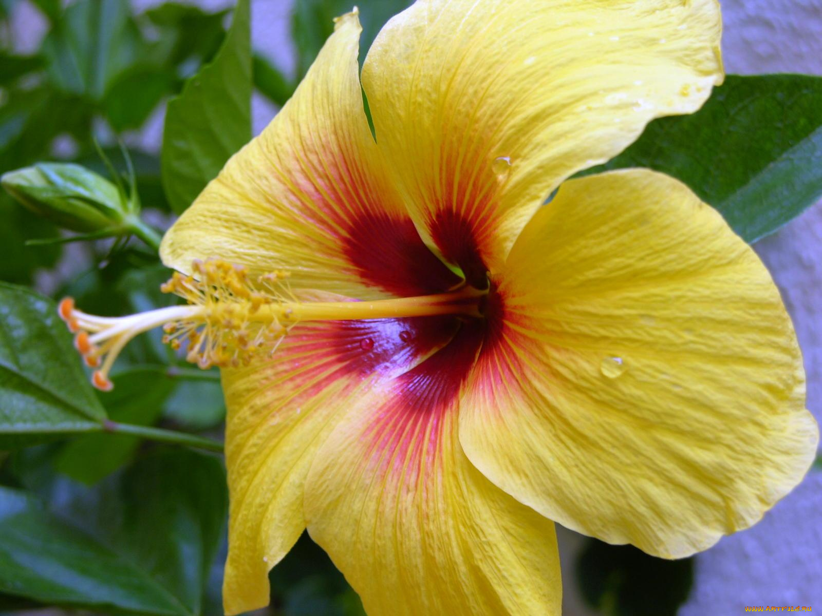 цветы, гибискусы