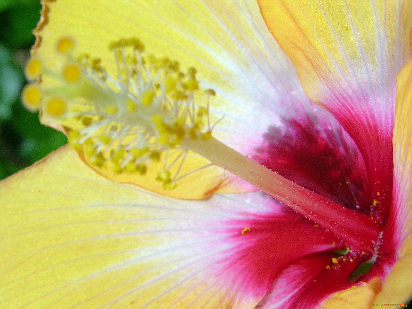 цветы, гибискусы