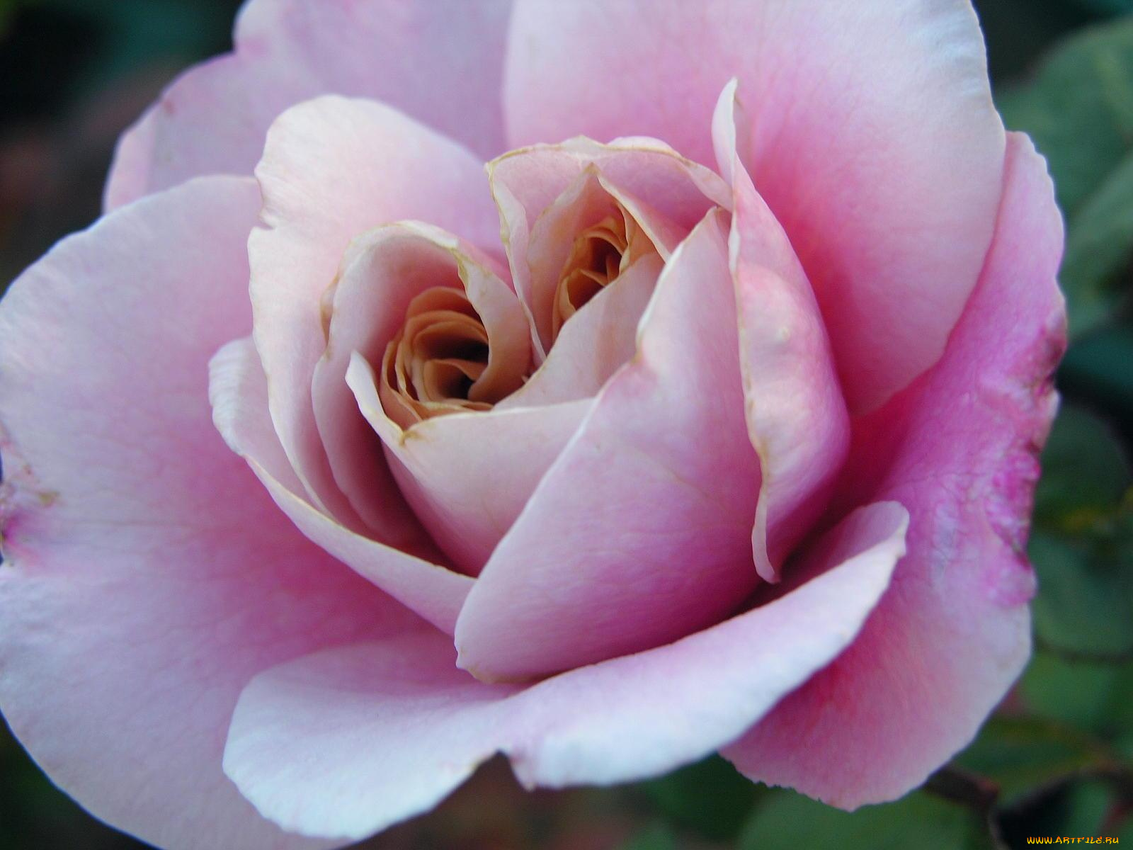 цветы, розы