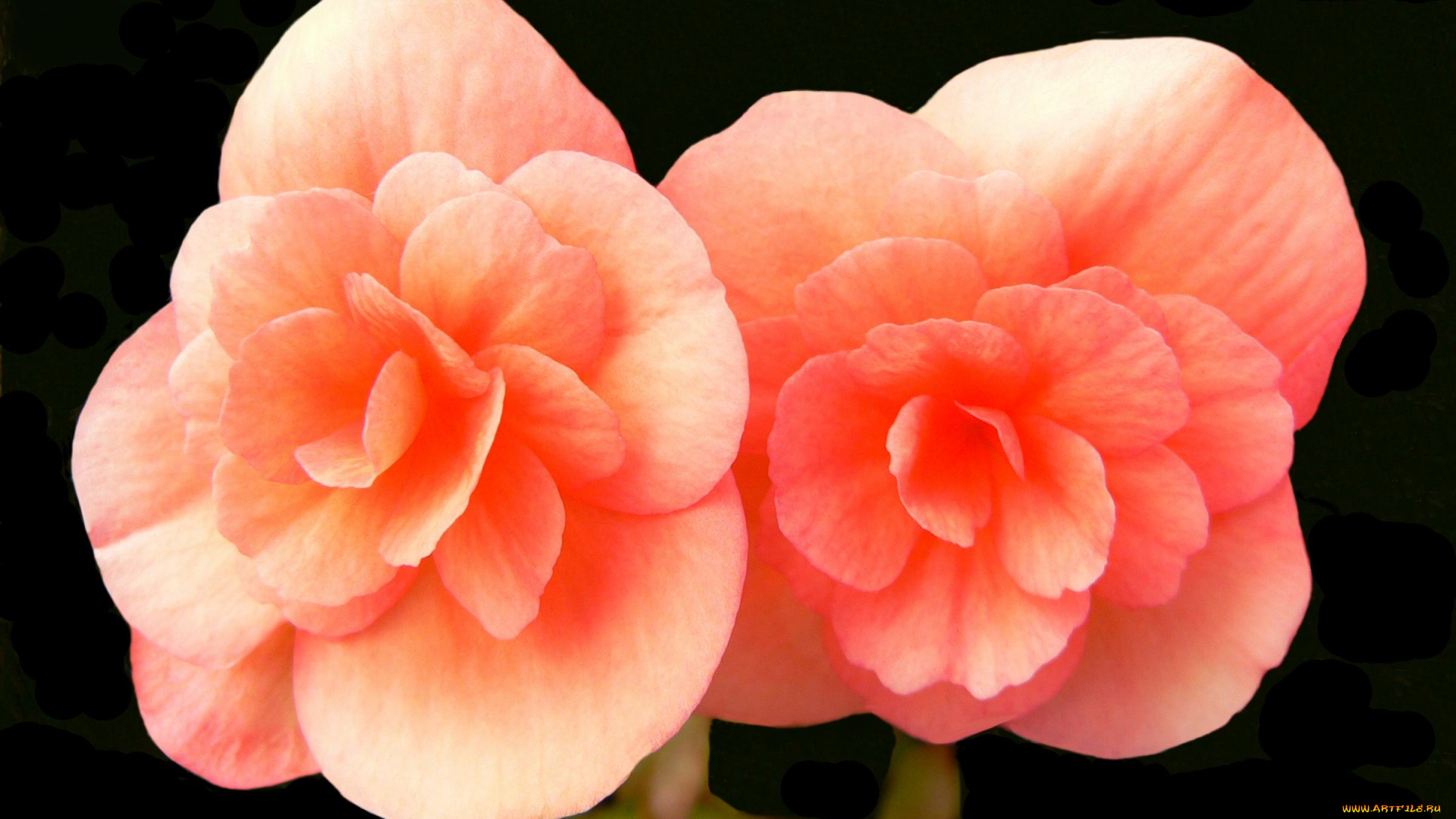 цветы, бегония