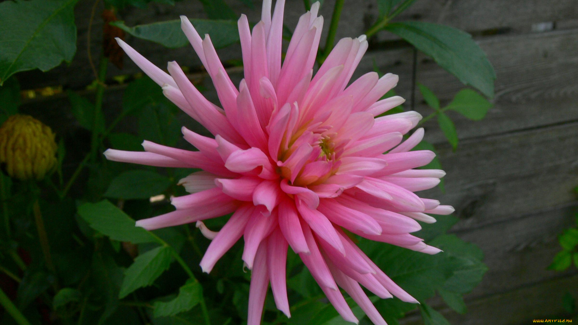 цветы, георгины