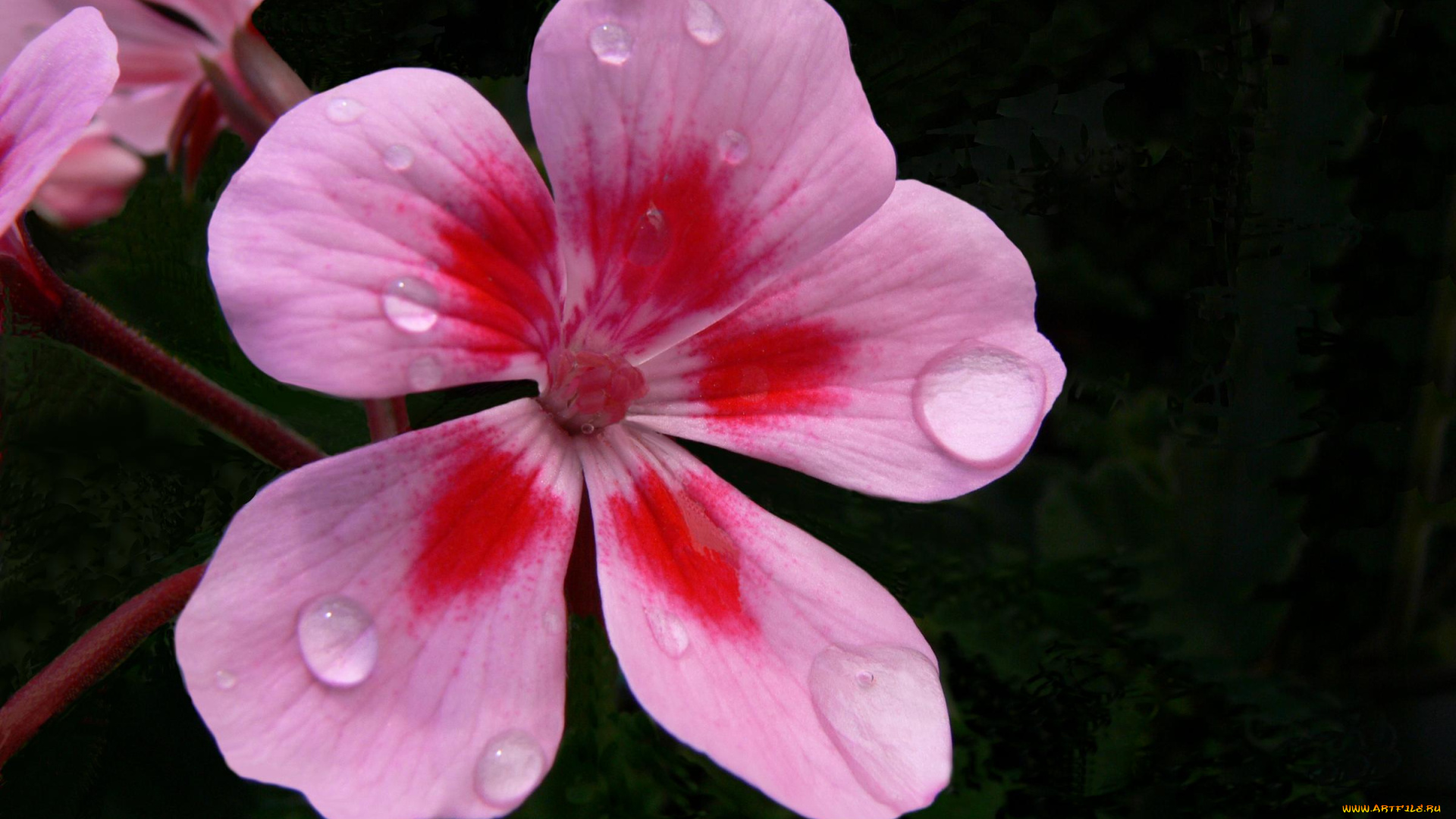 цветы, герань