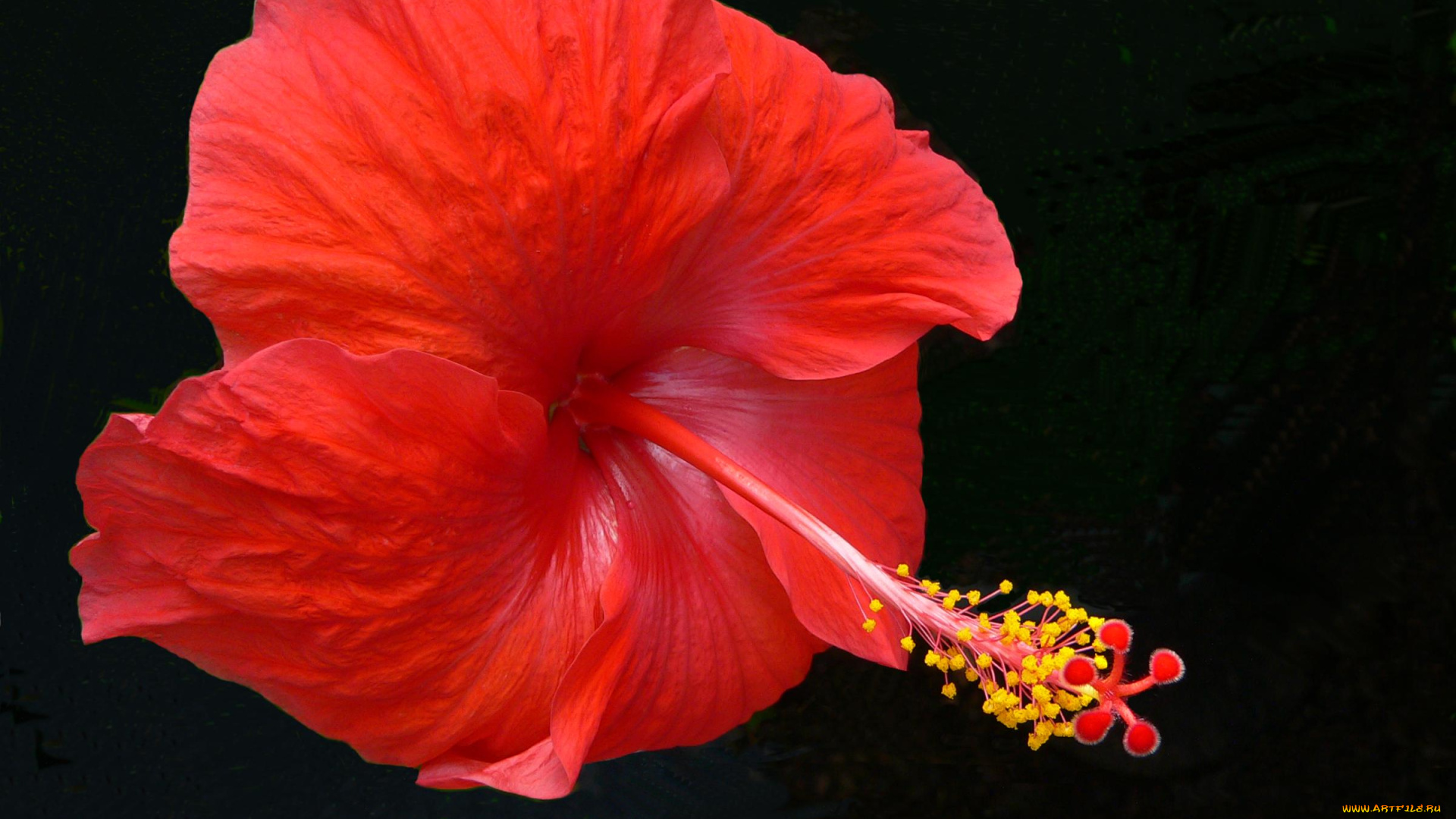 цветы, гибискусы