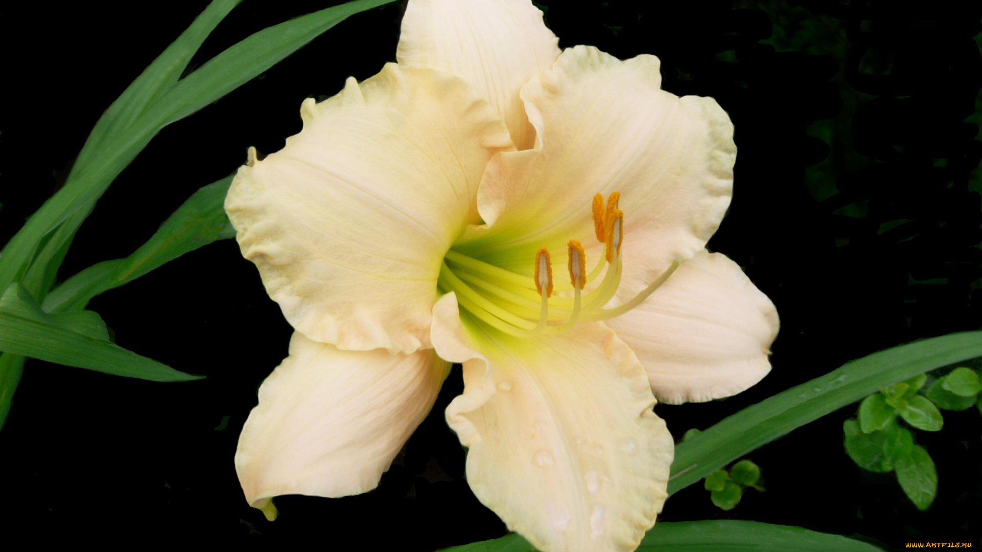 цветы, лилии, лилейники