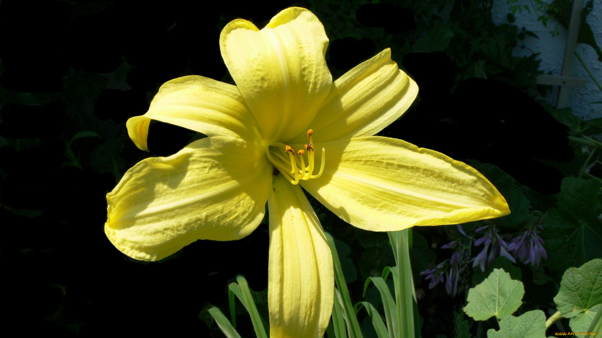 цветы, лилии, лилейники