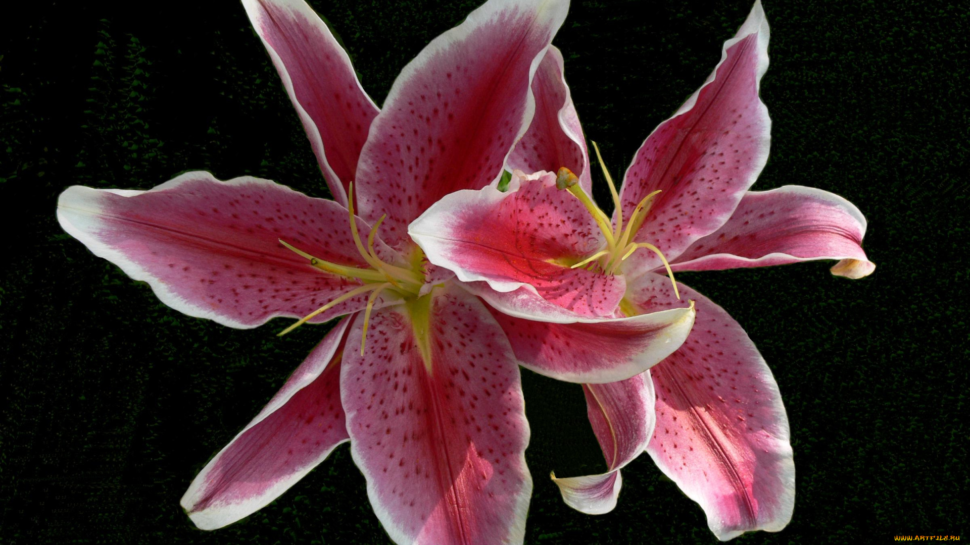 цветы, лилии, лилейники