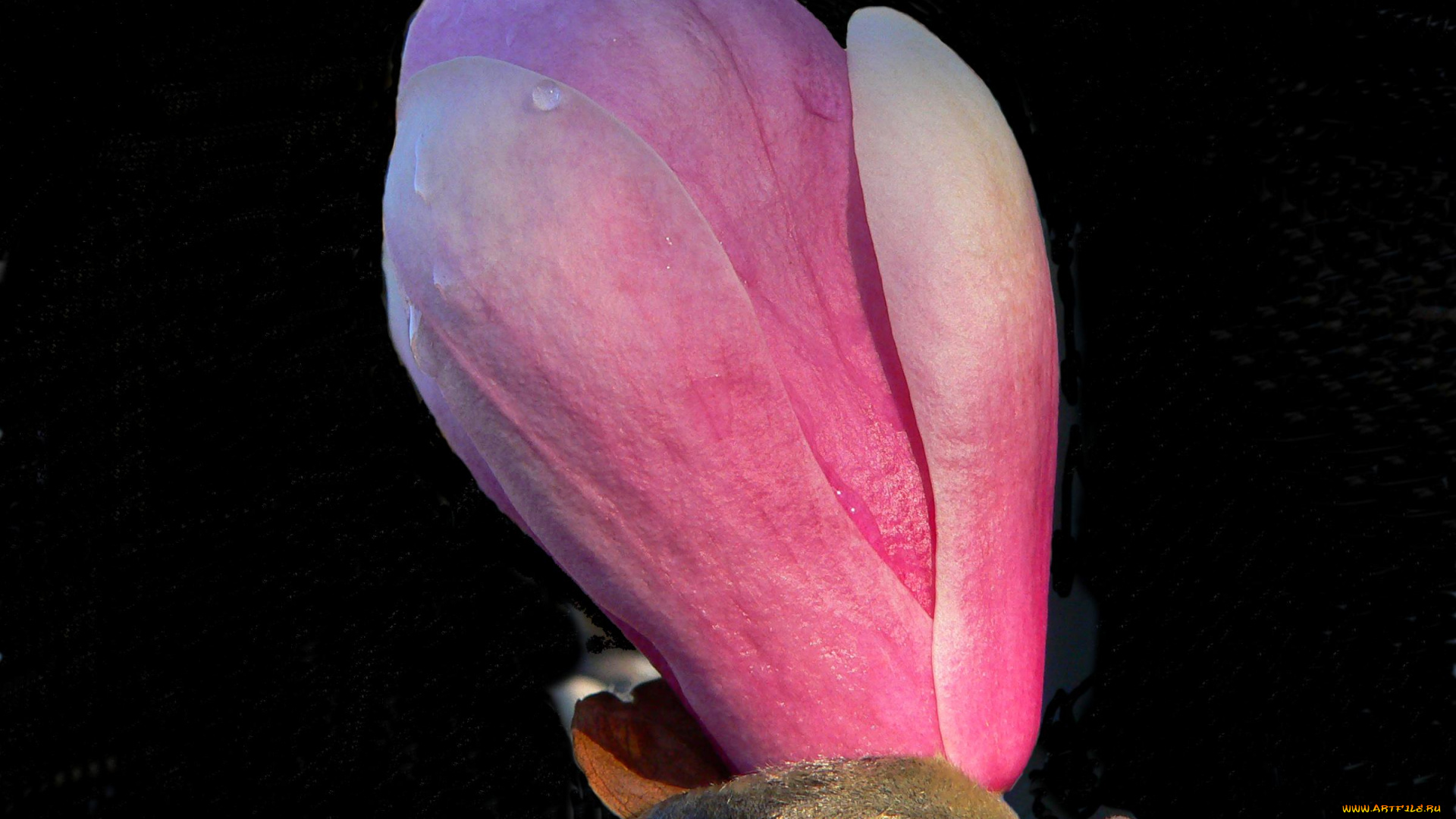 цветы, магнолии