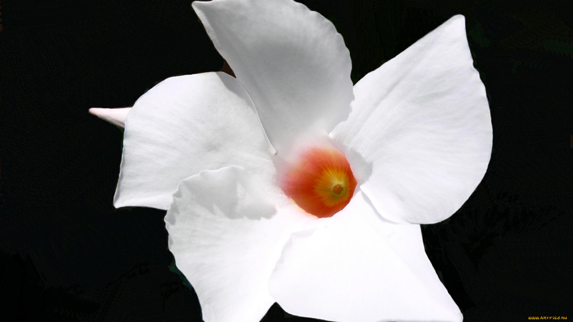 цветы, олеандры