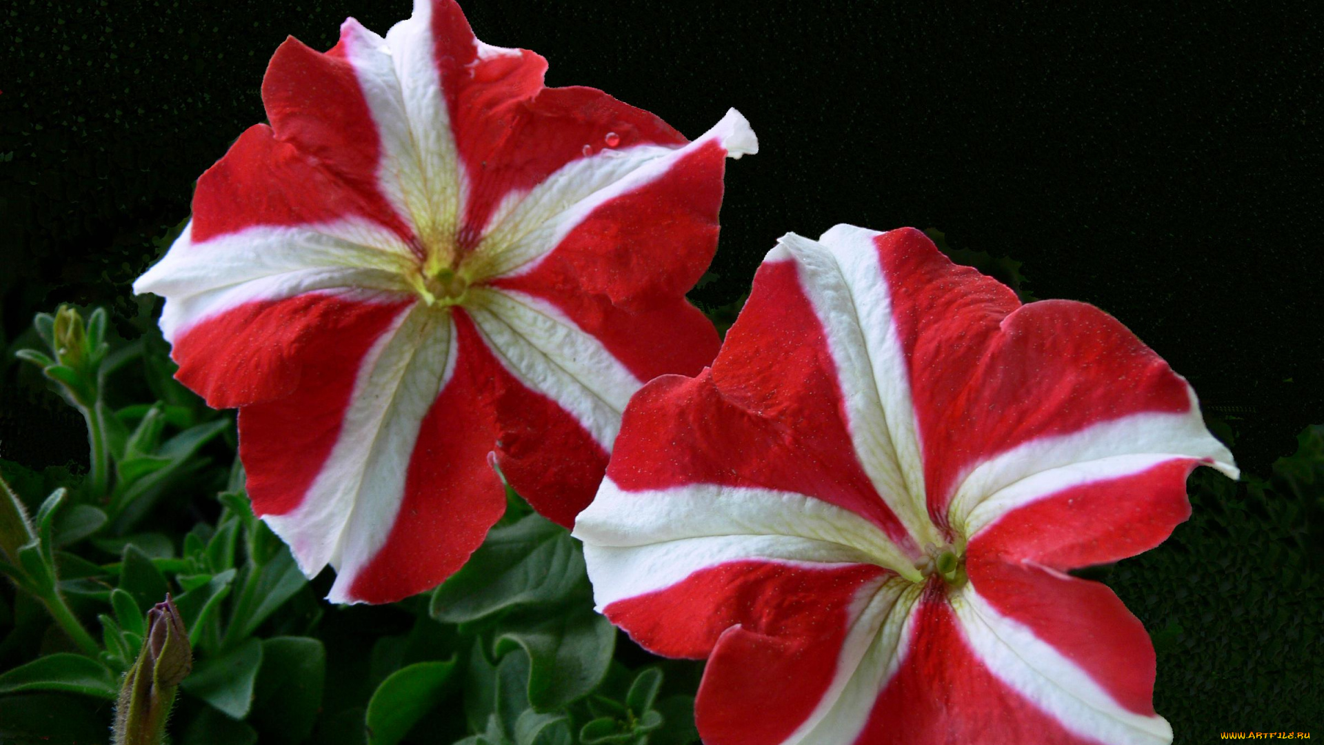 цветы, петунии, калибрахоа