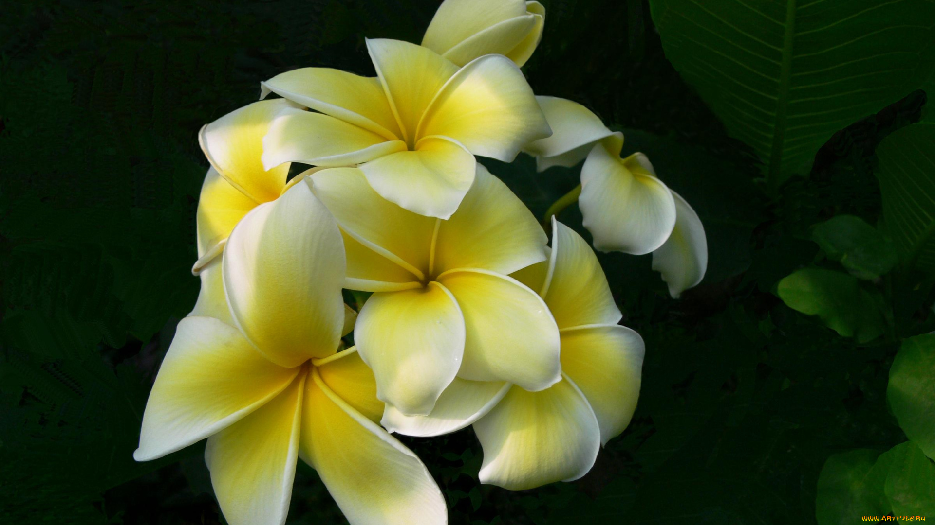 цветы, плюмерия