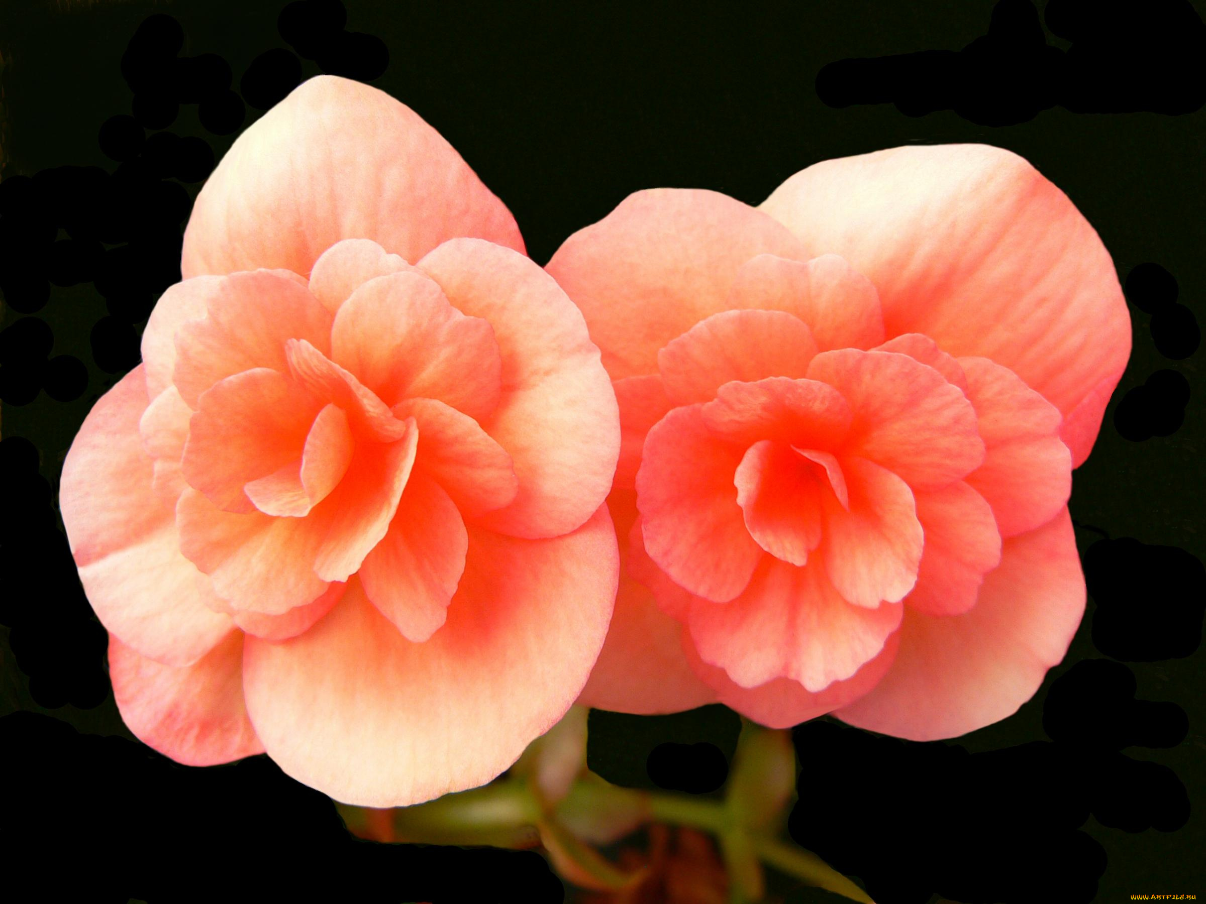 цветы, бегония