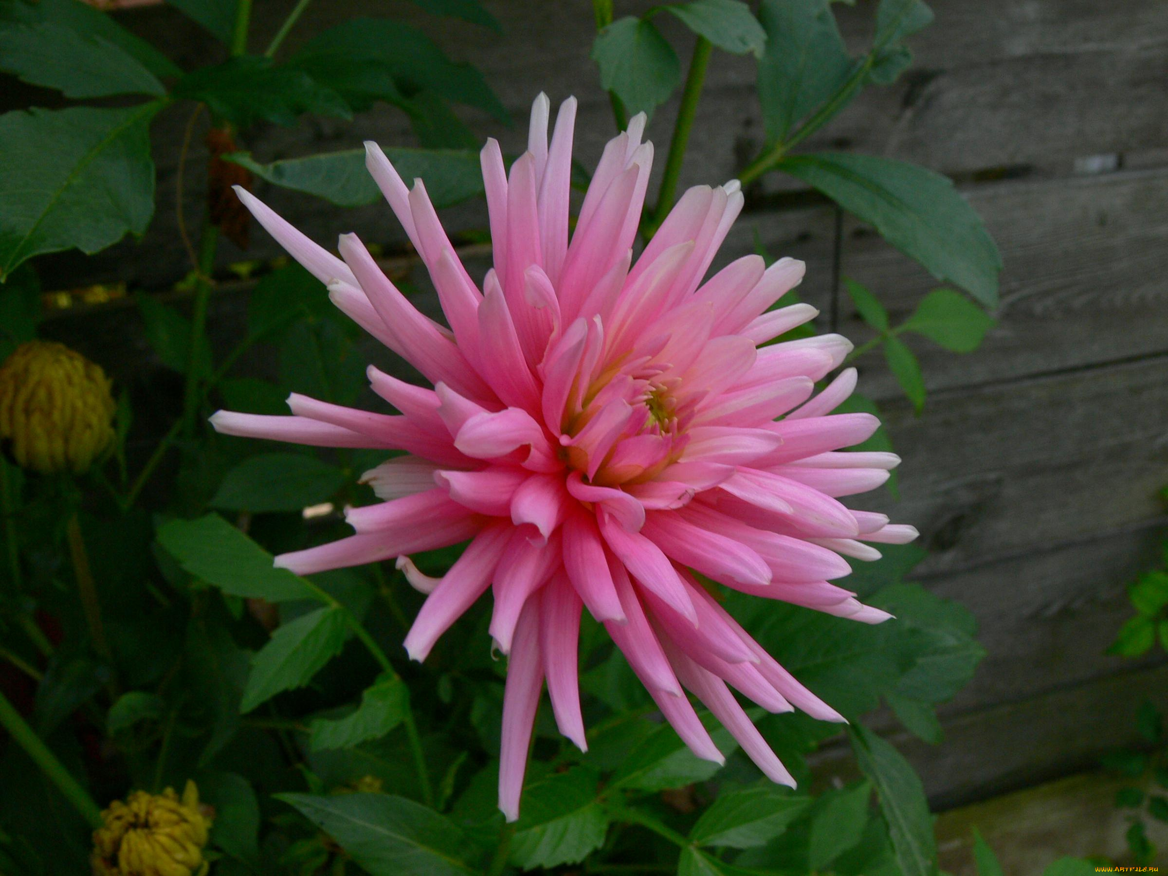 цветы, георгины