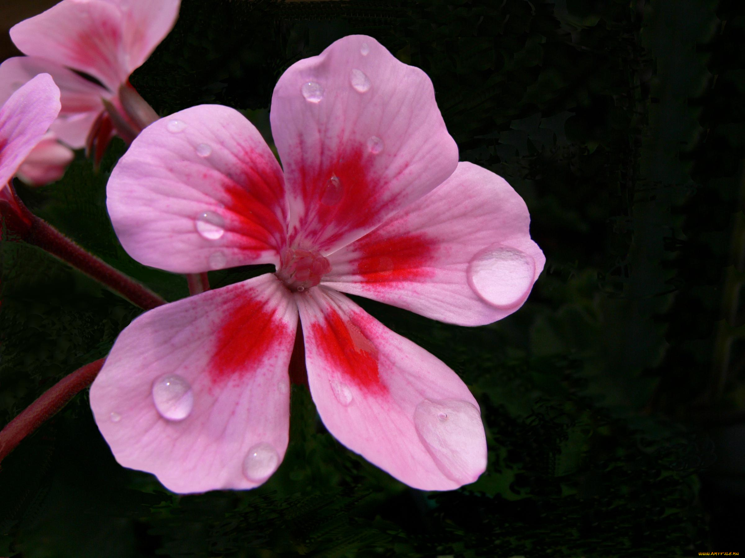 цветы, герань