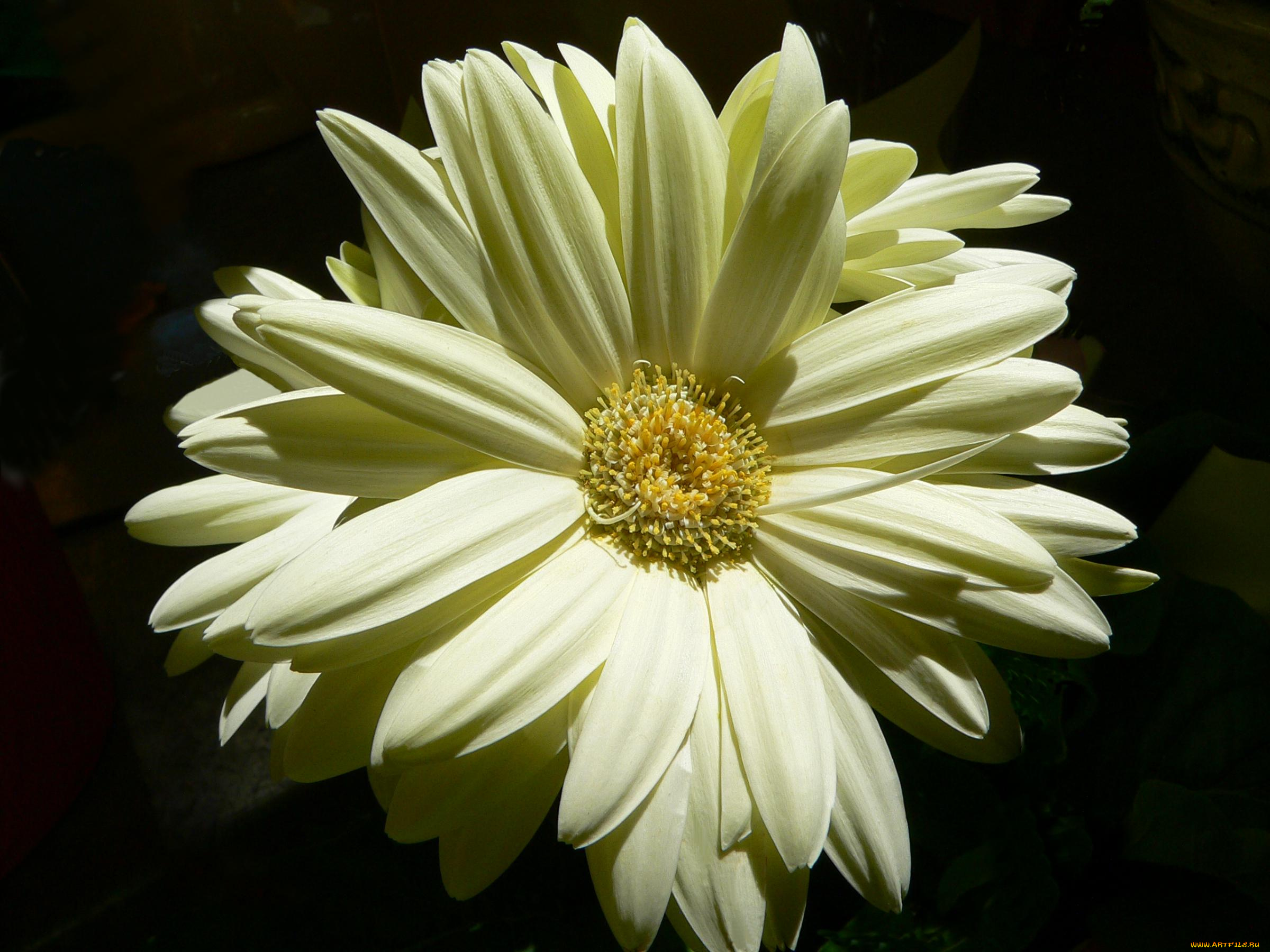 цветы, герберы