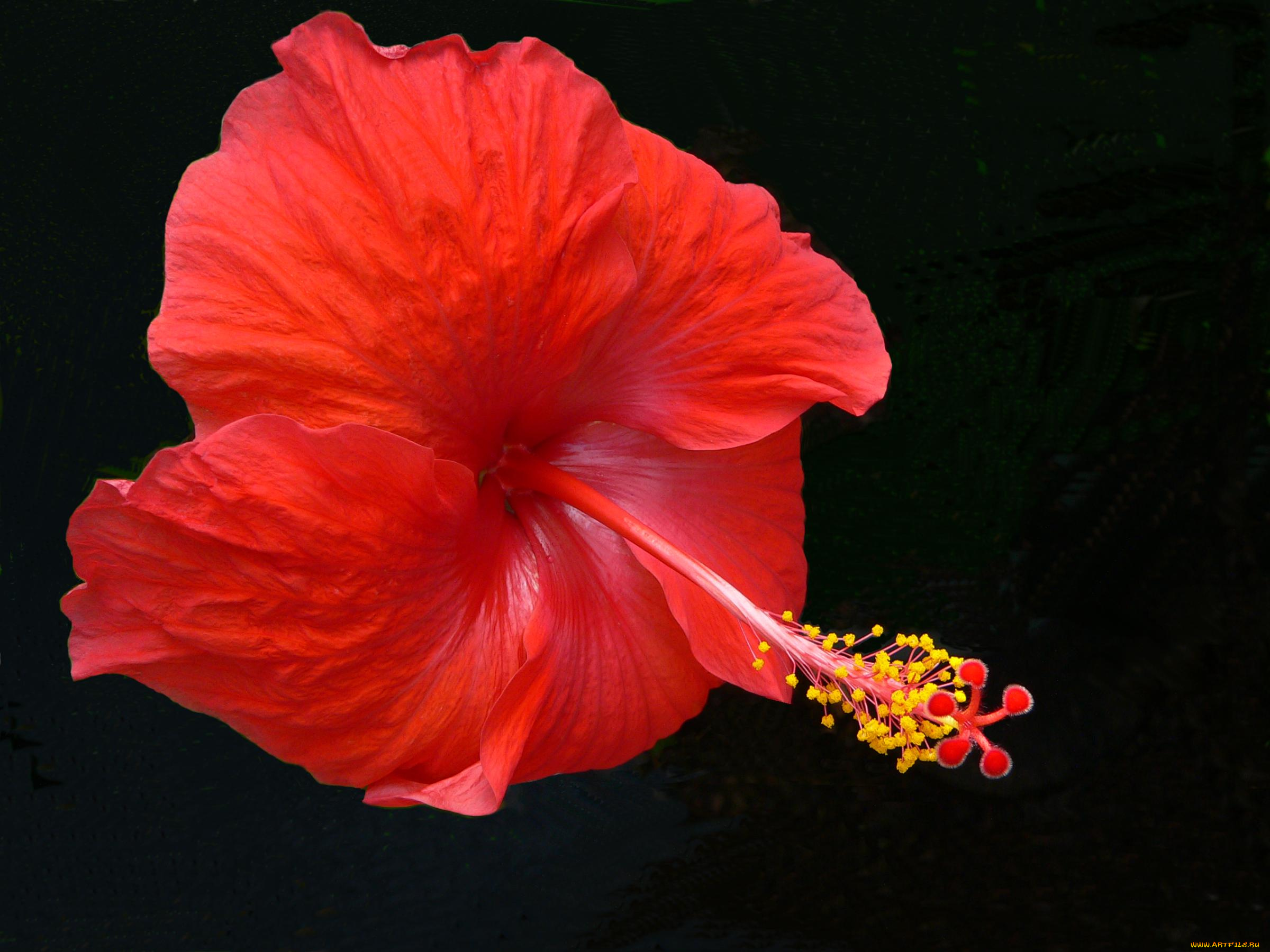 цветы, гибискусы